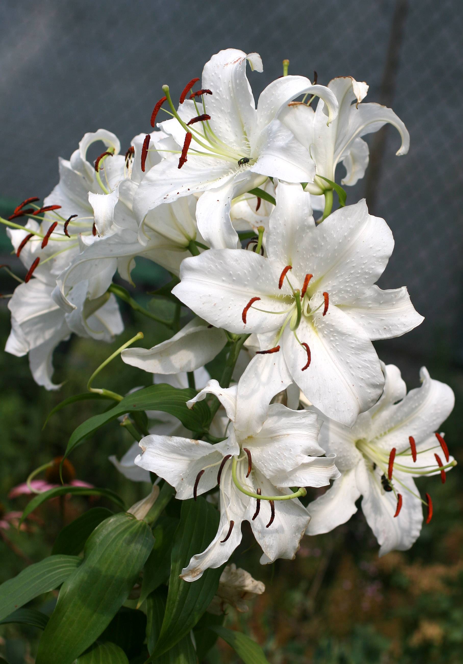 Casa Blanca Lilies