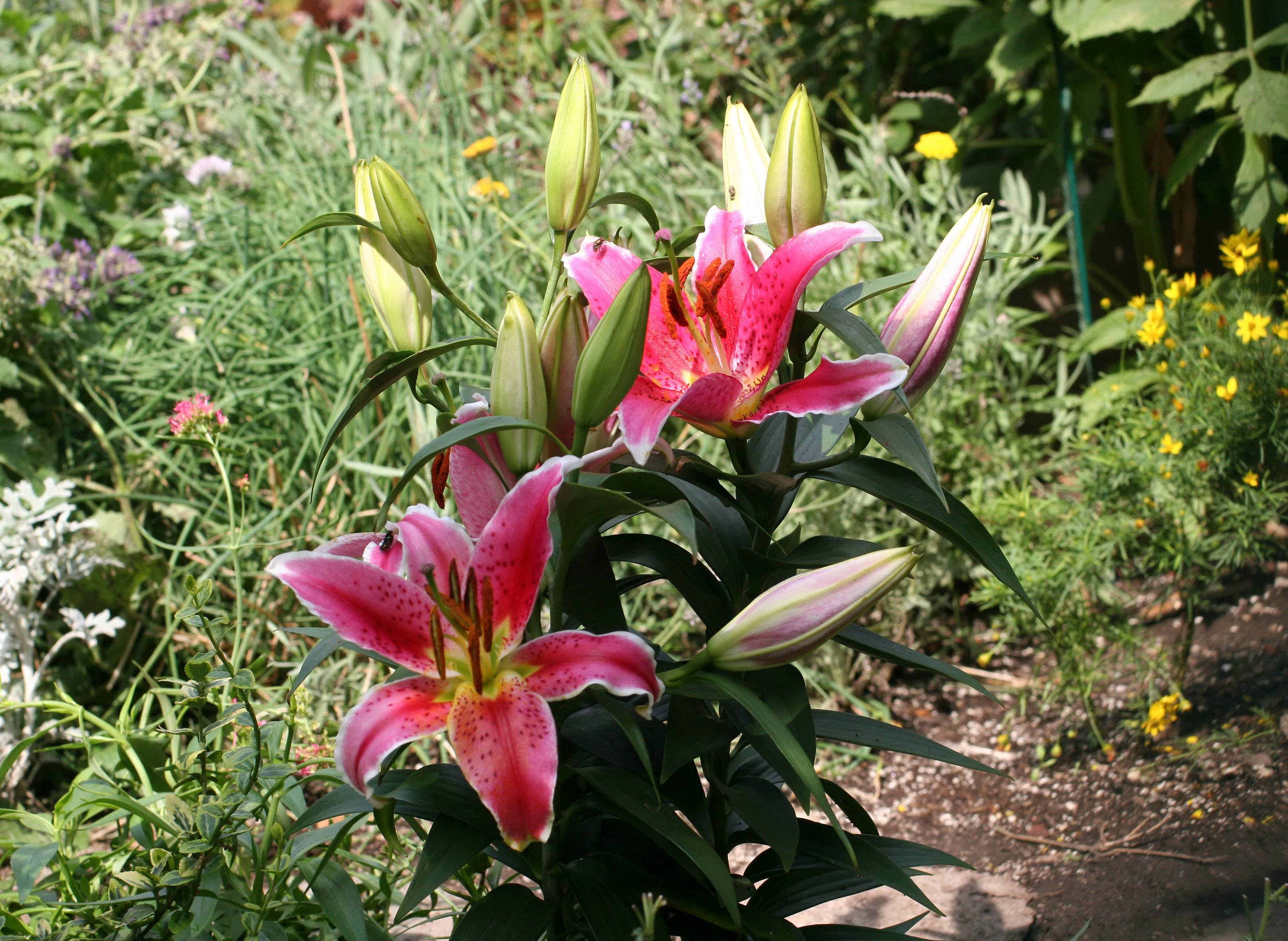 Lilies