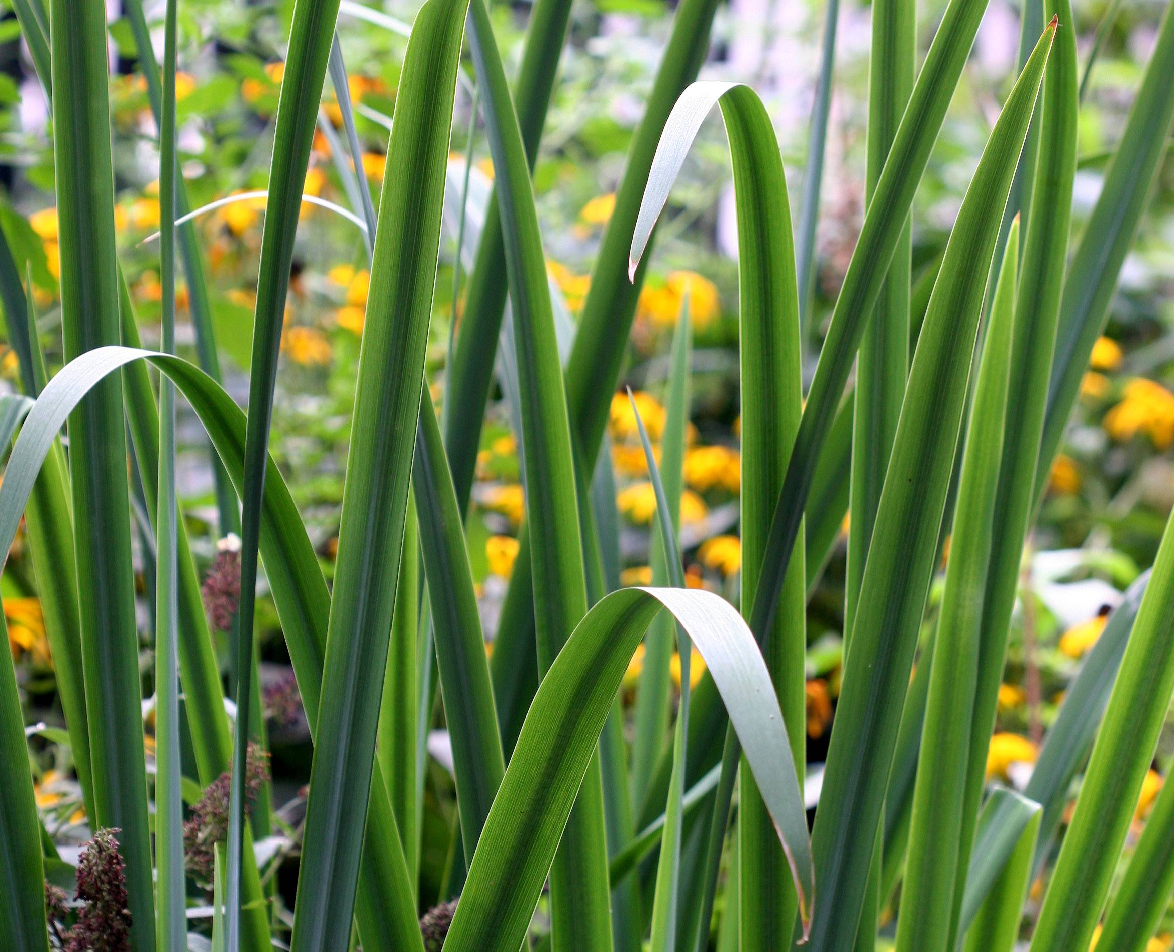 Lousianna Iris Foliage