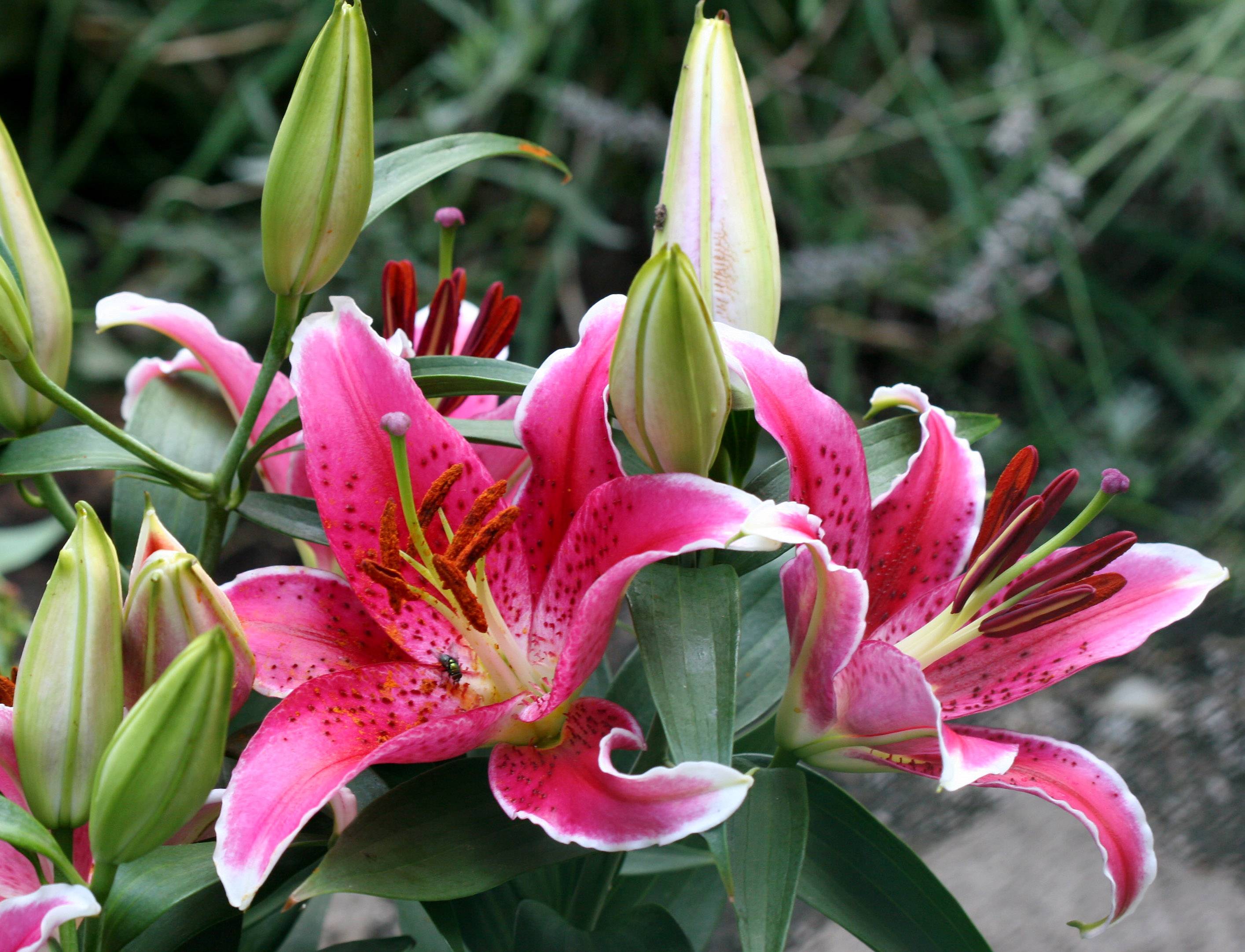 Lilies