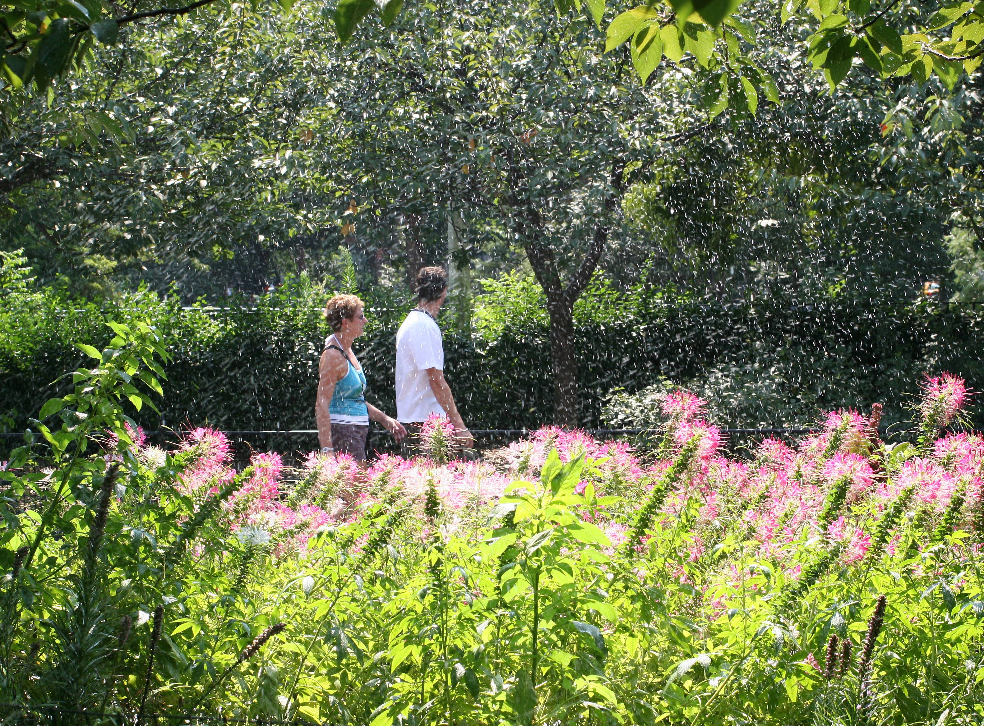 Sprinkling the Cleome Garden