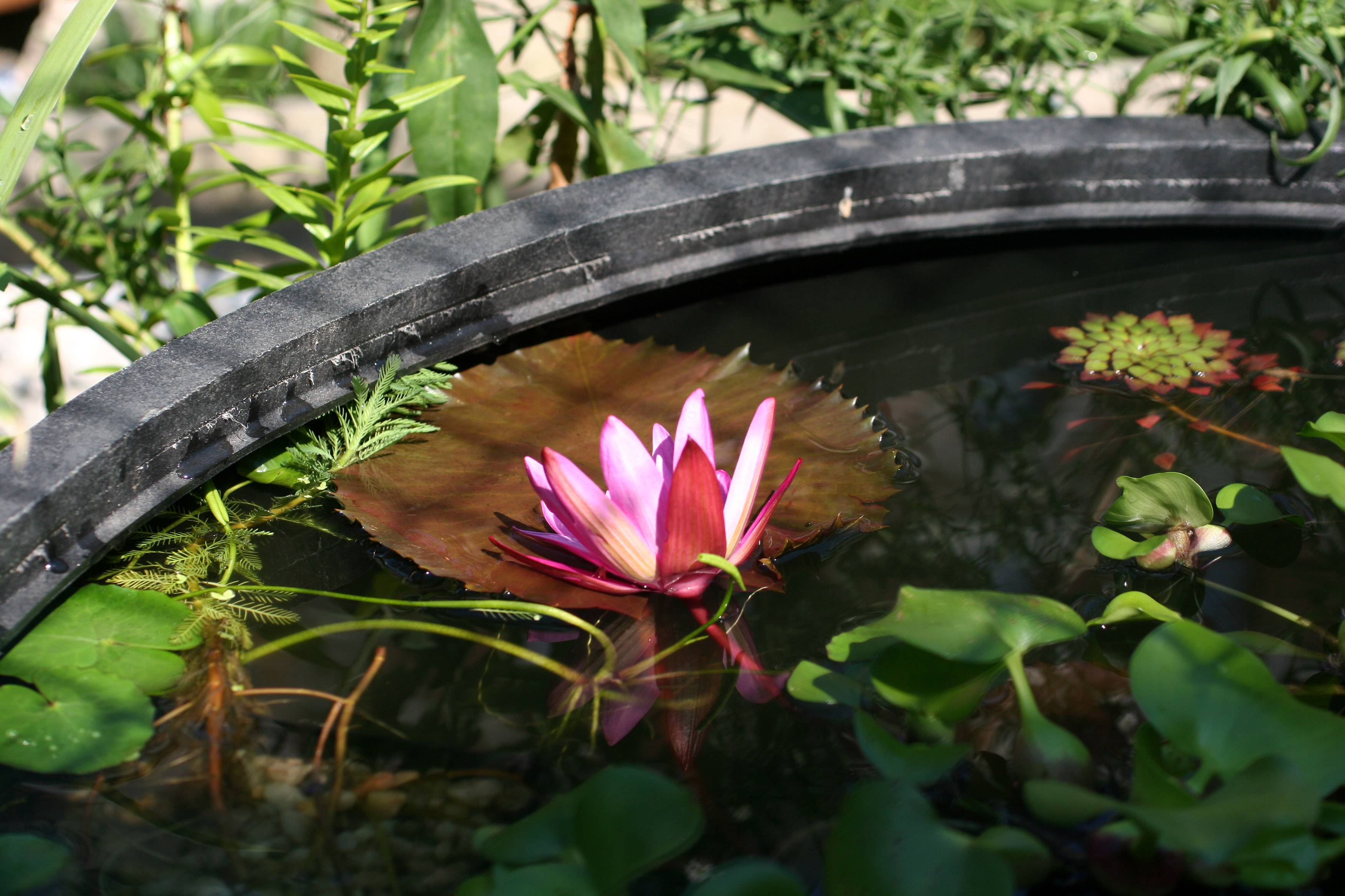 Water Lily