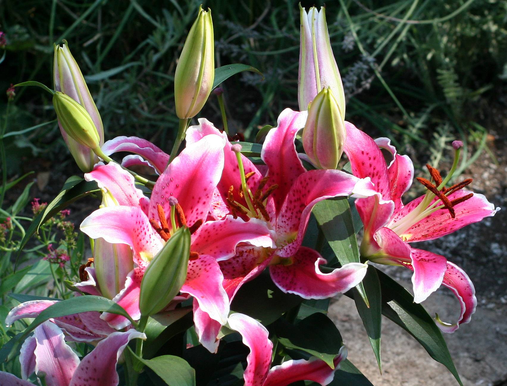 Lilies