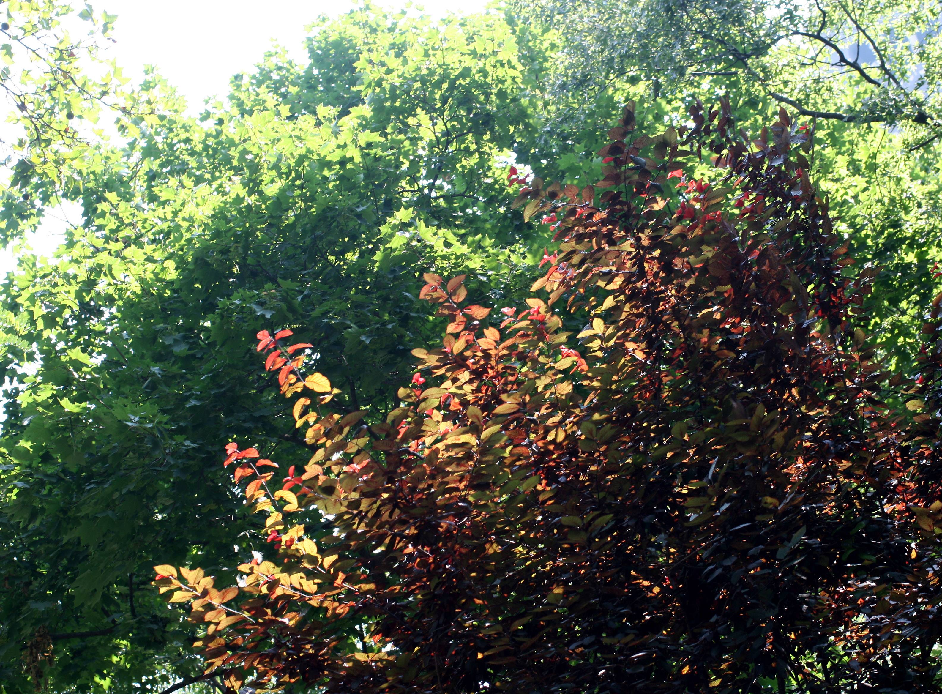 Summer Foliage