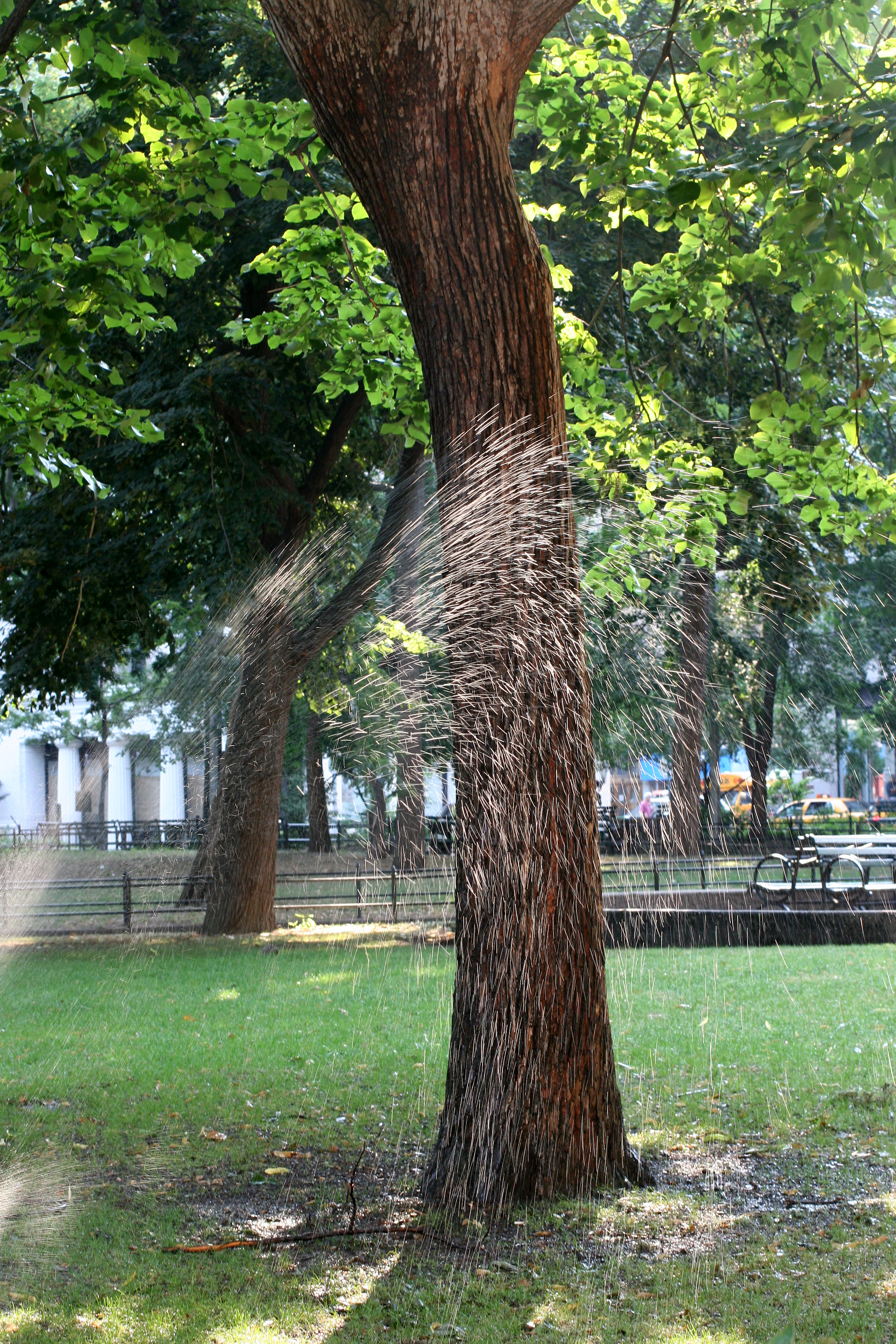 Sprinkling an Elm Tree