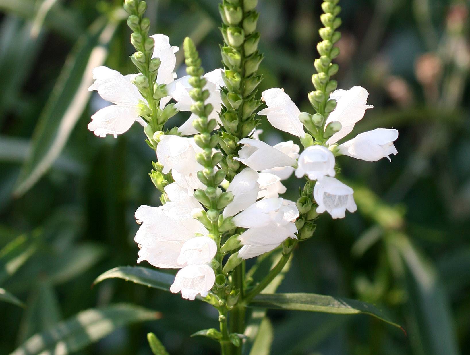 Physostegia or Obedient Plant