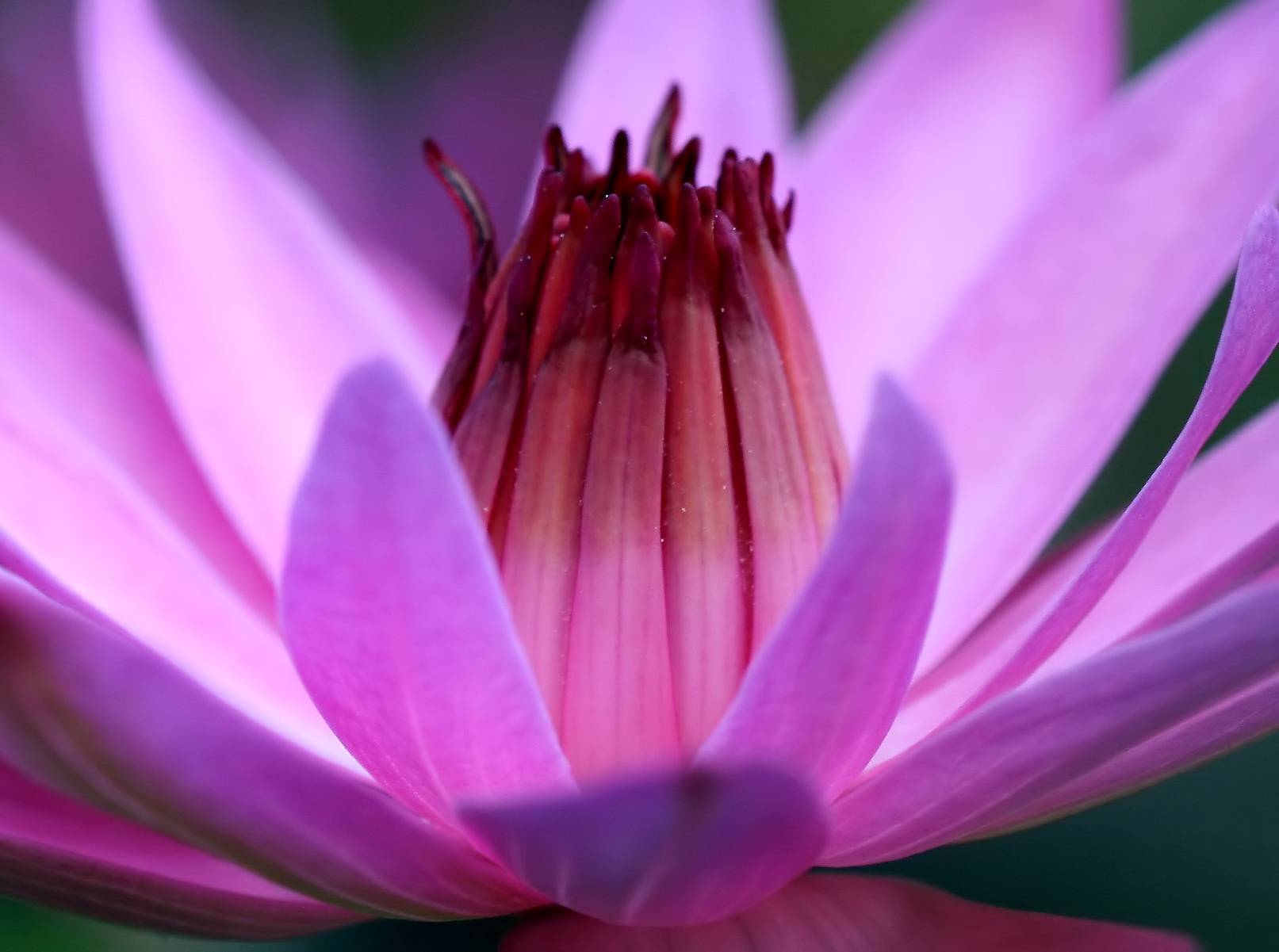 Water Lily