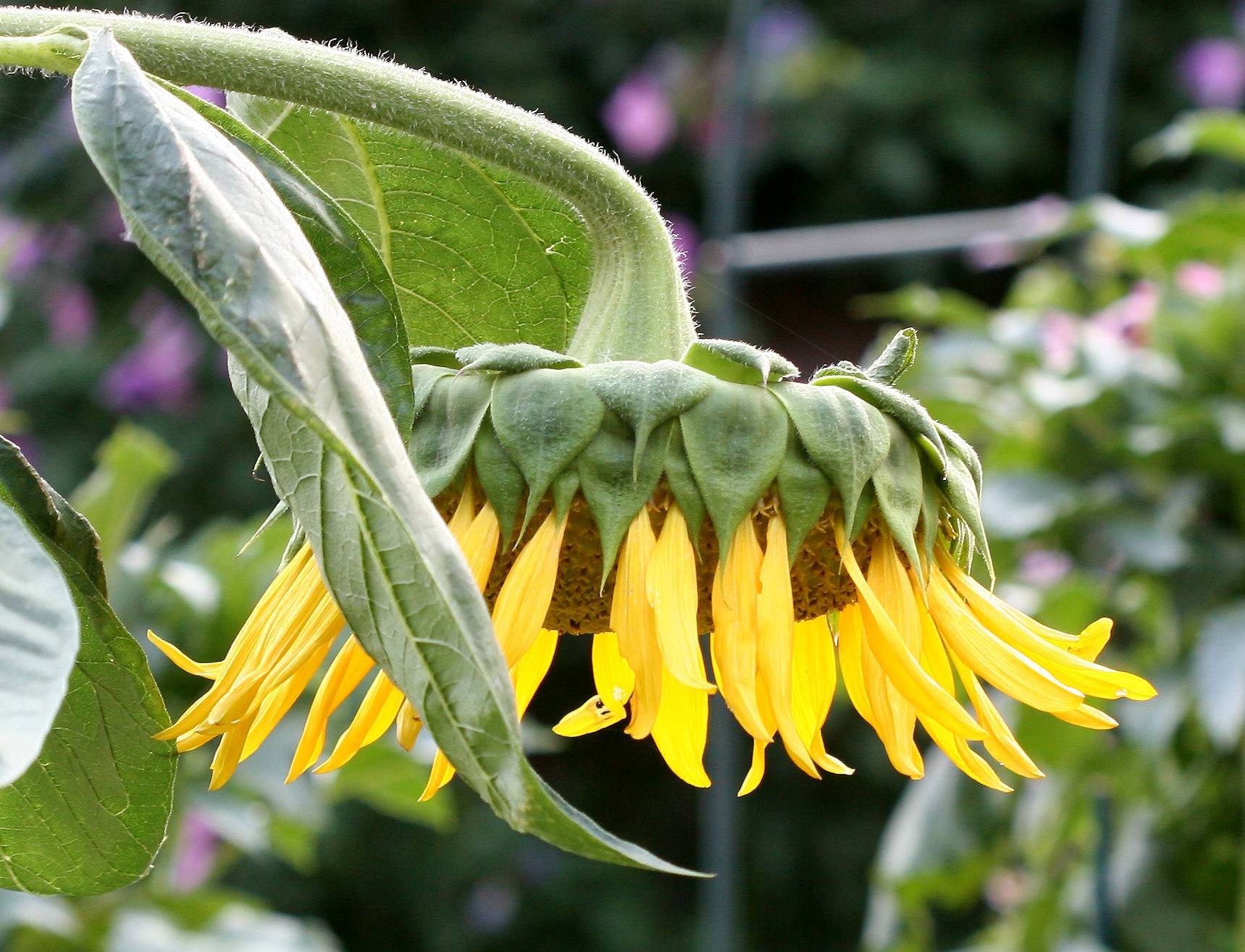 Sunflower - Helianthus