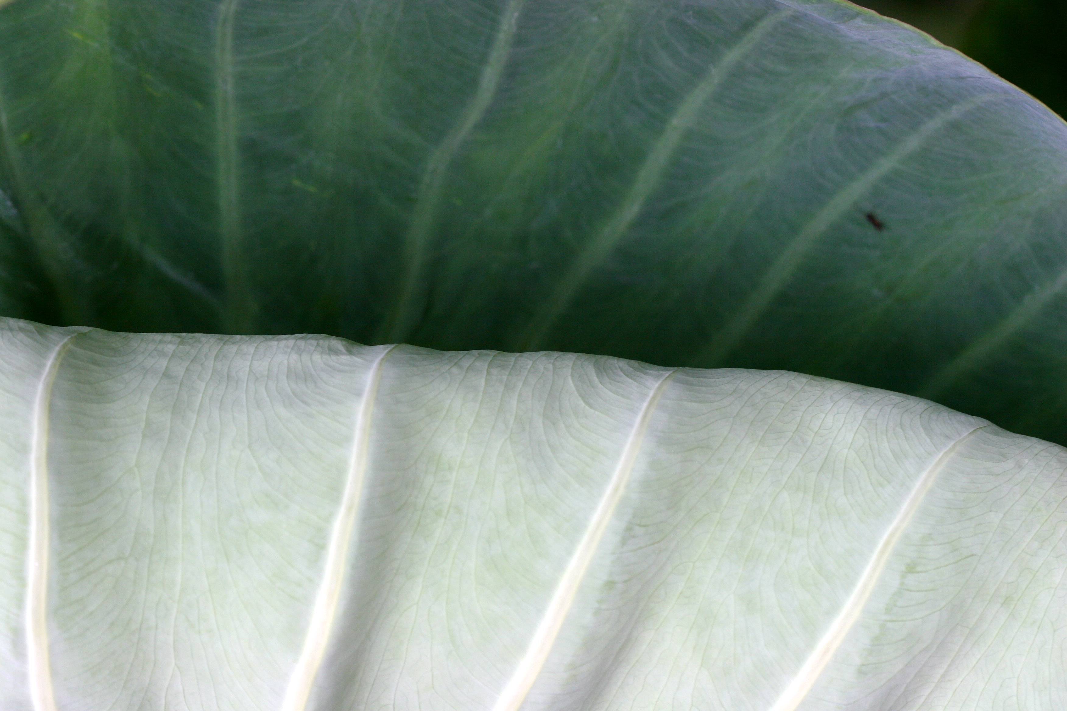 Elephant Ears