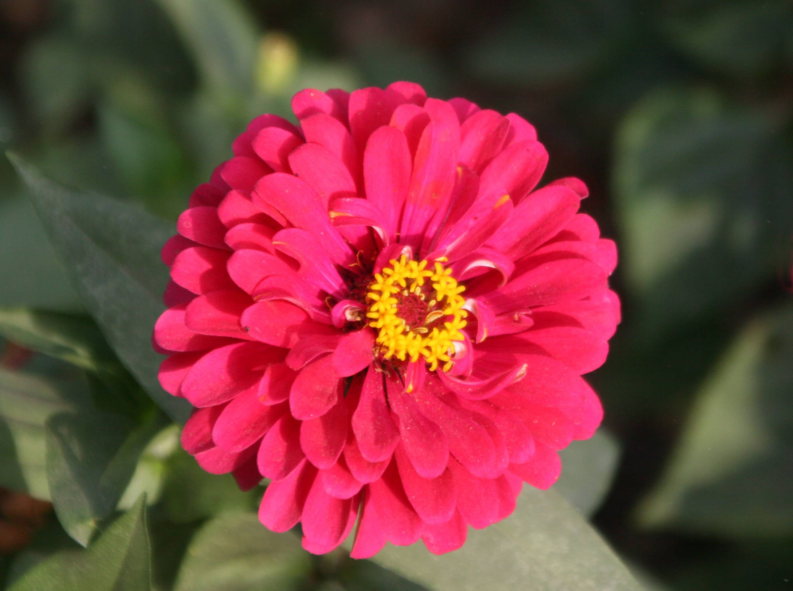 Red Zinnia