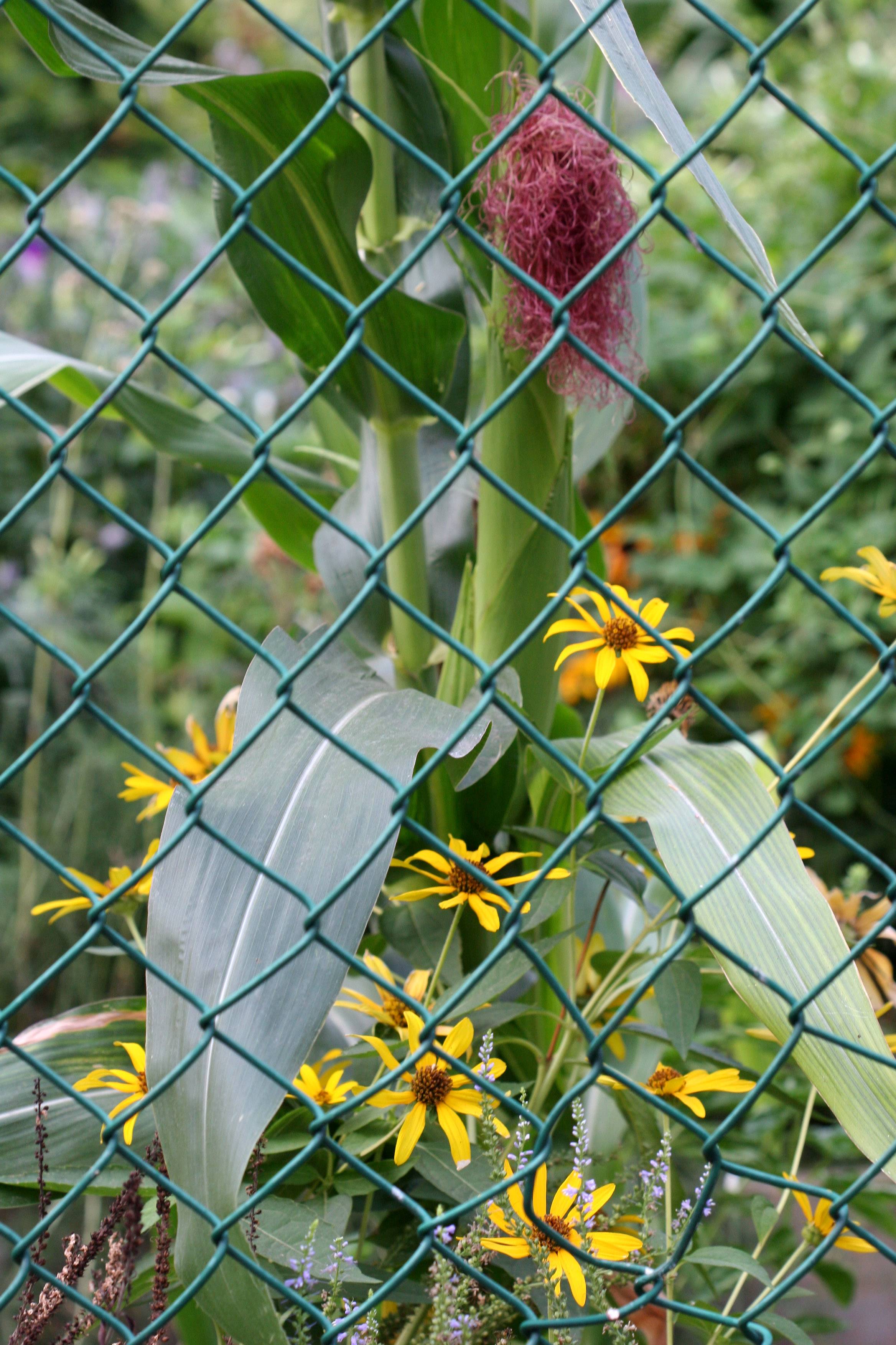 Corn and Daisies