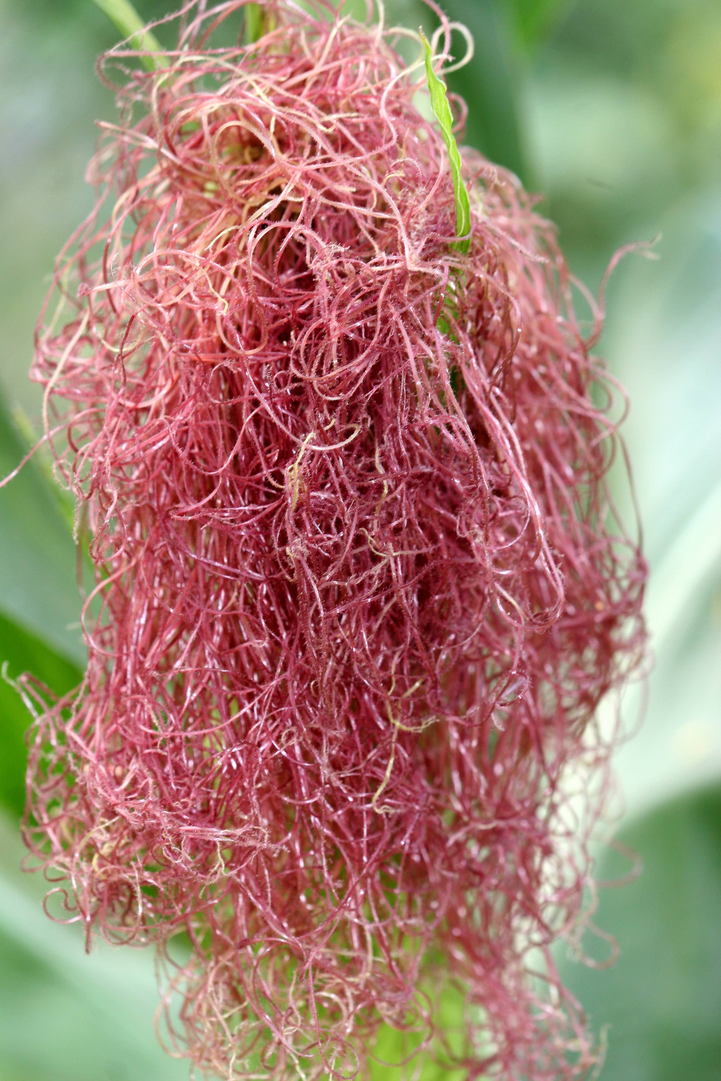 Corn Silk