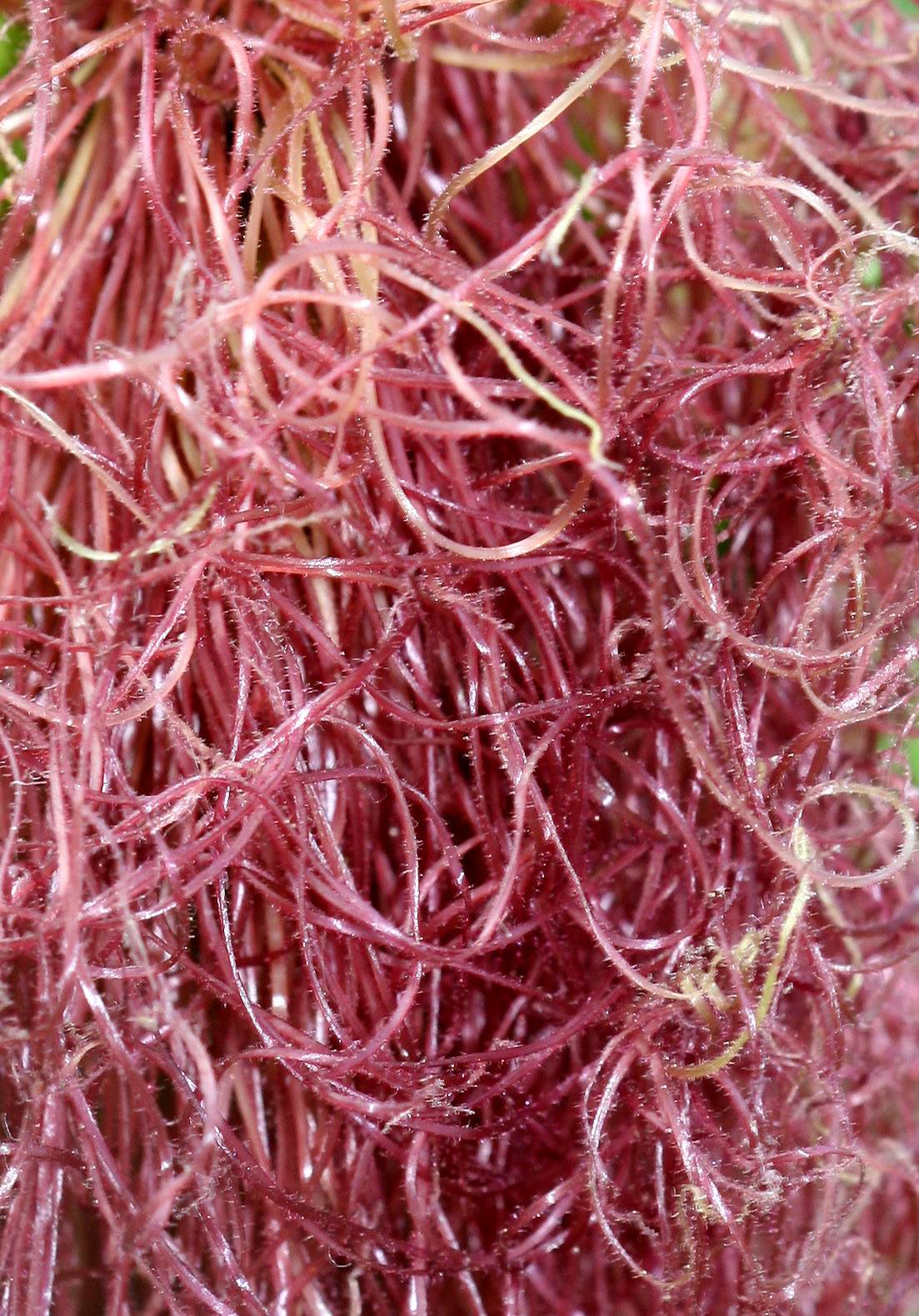 Corn Silk