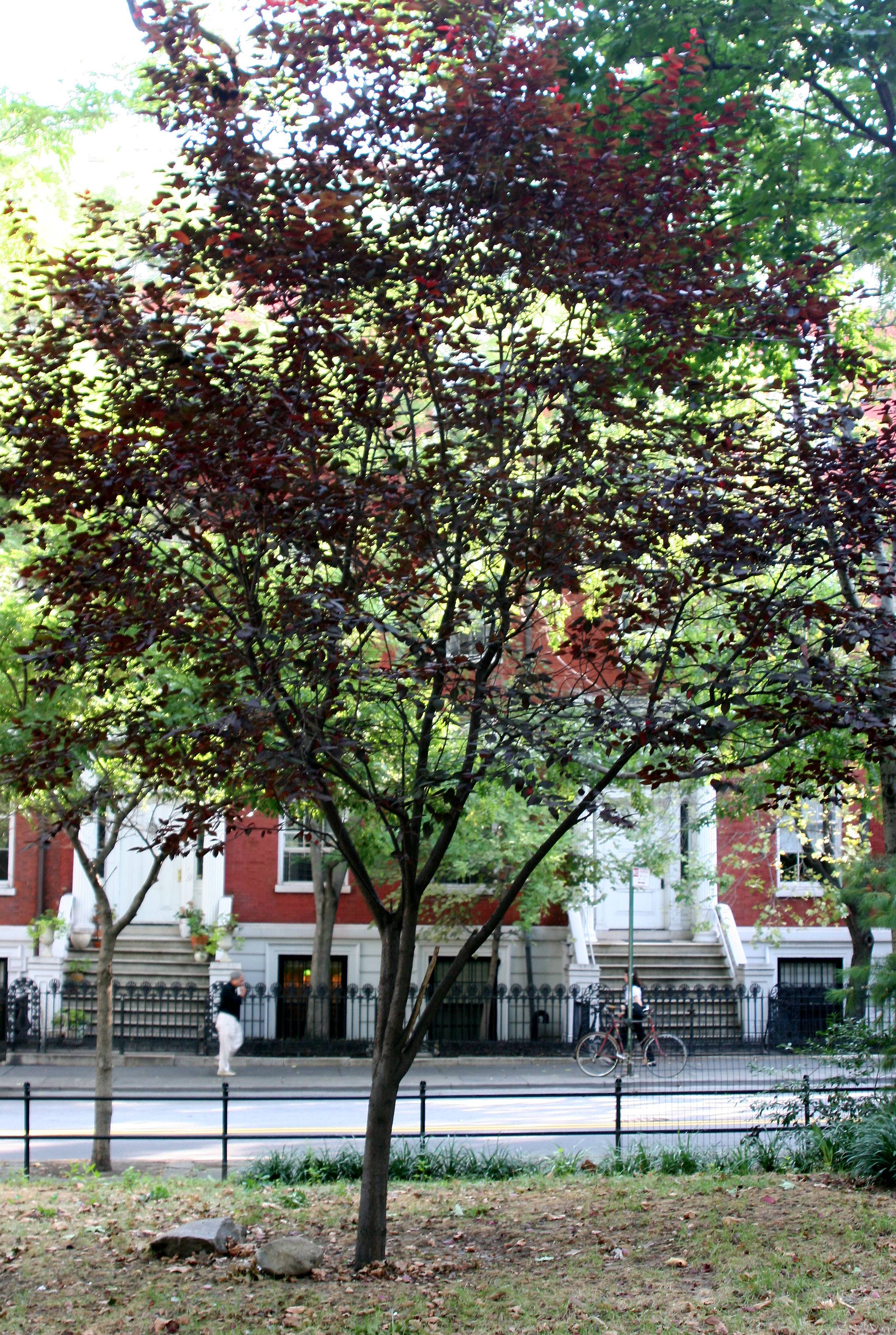 Washington Square North