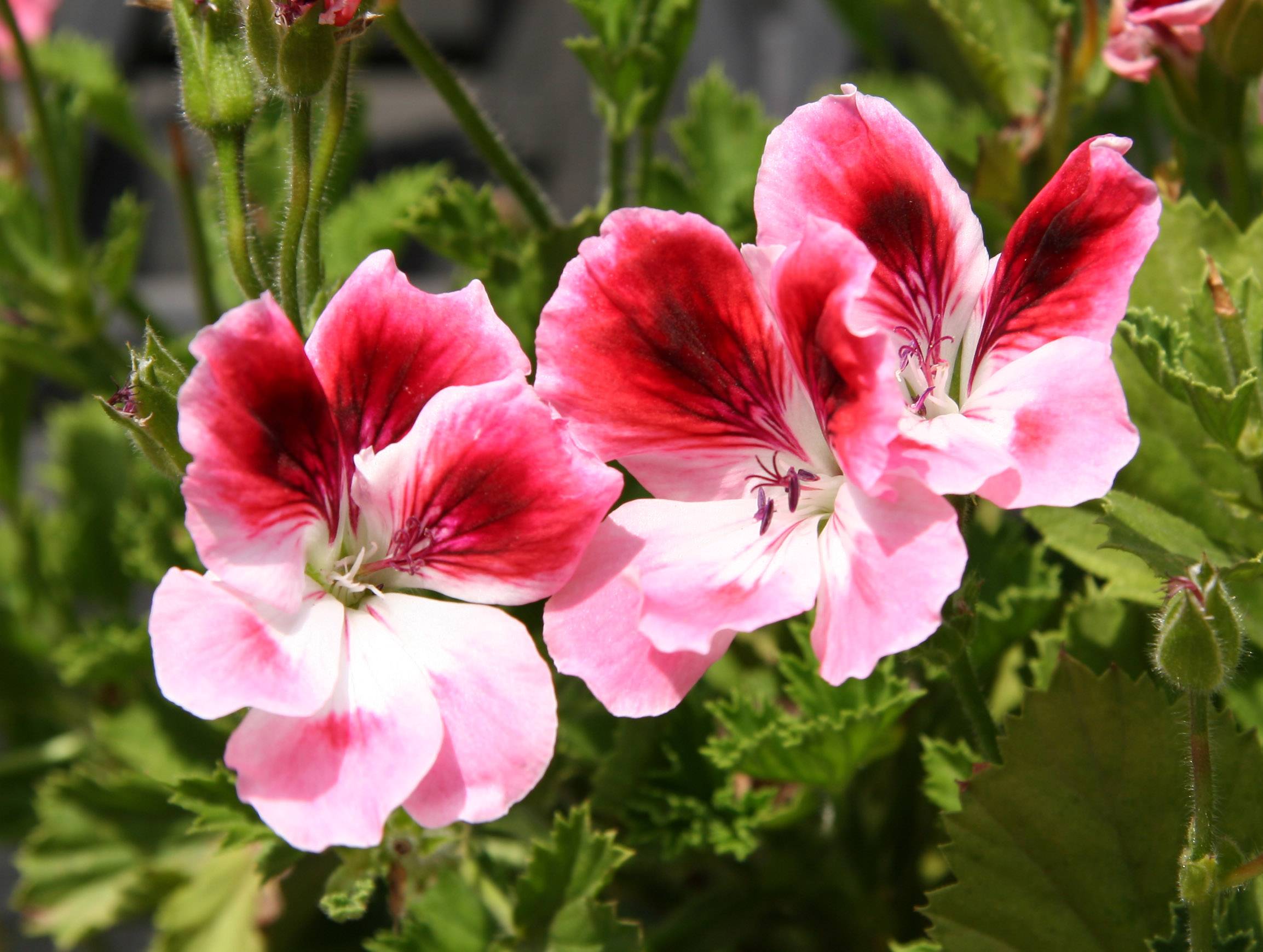 Geranium Flower Box