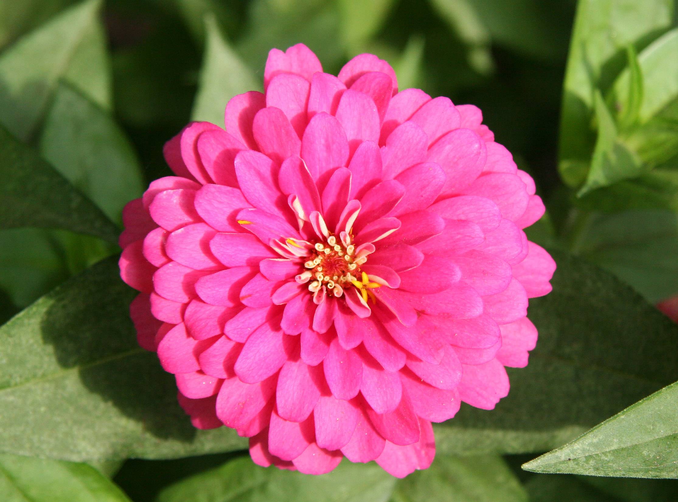 Zinnia