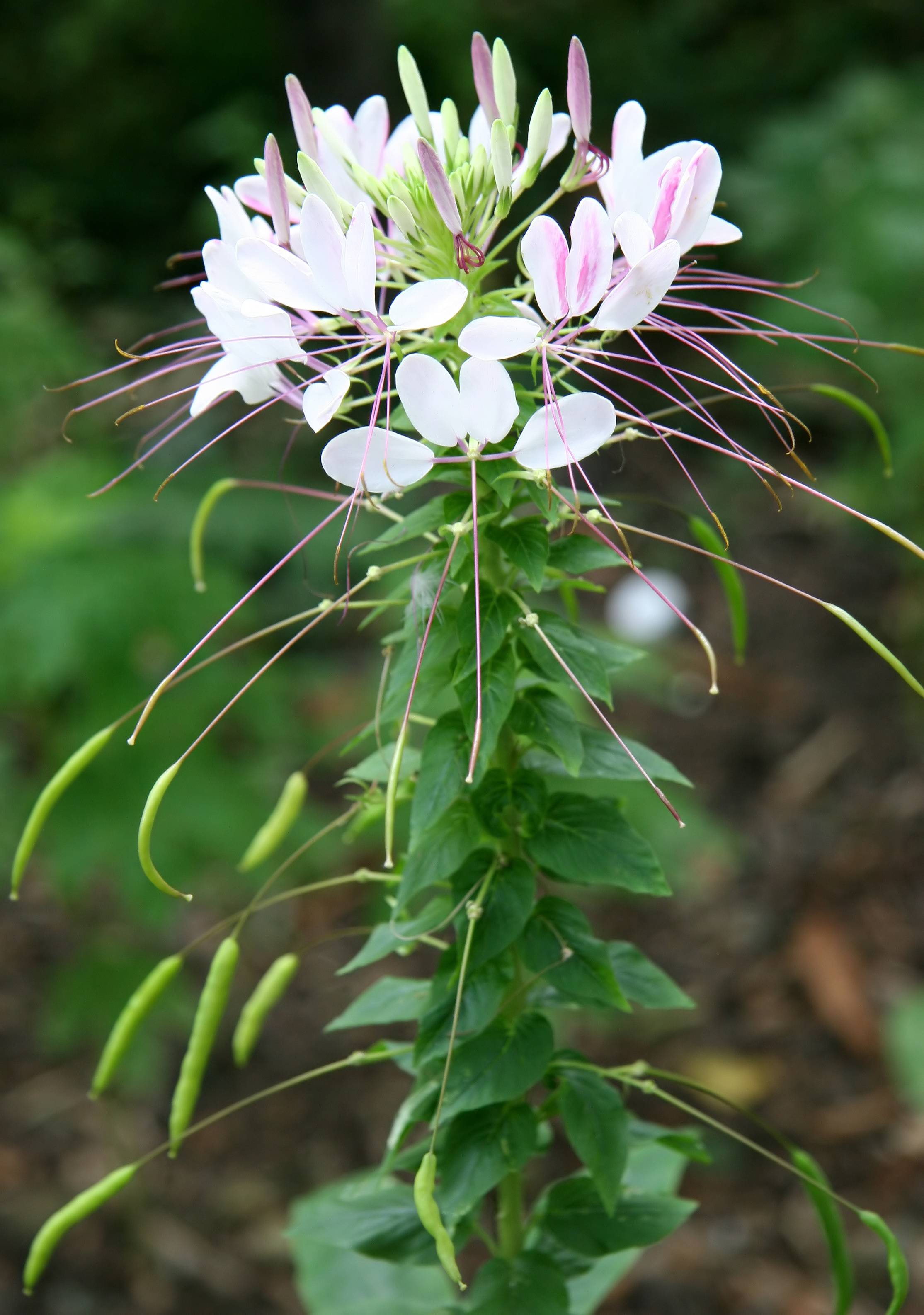Cleome