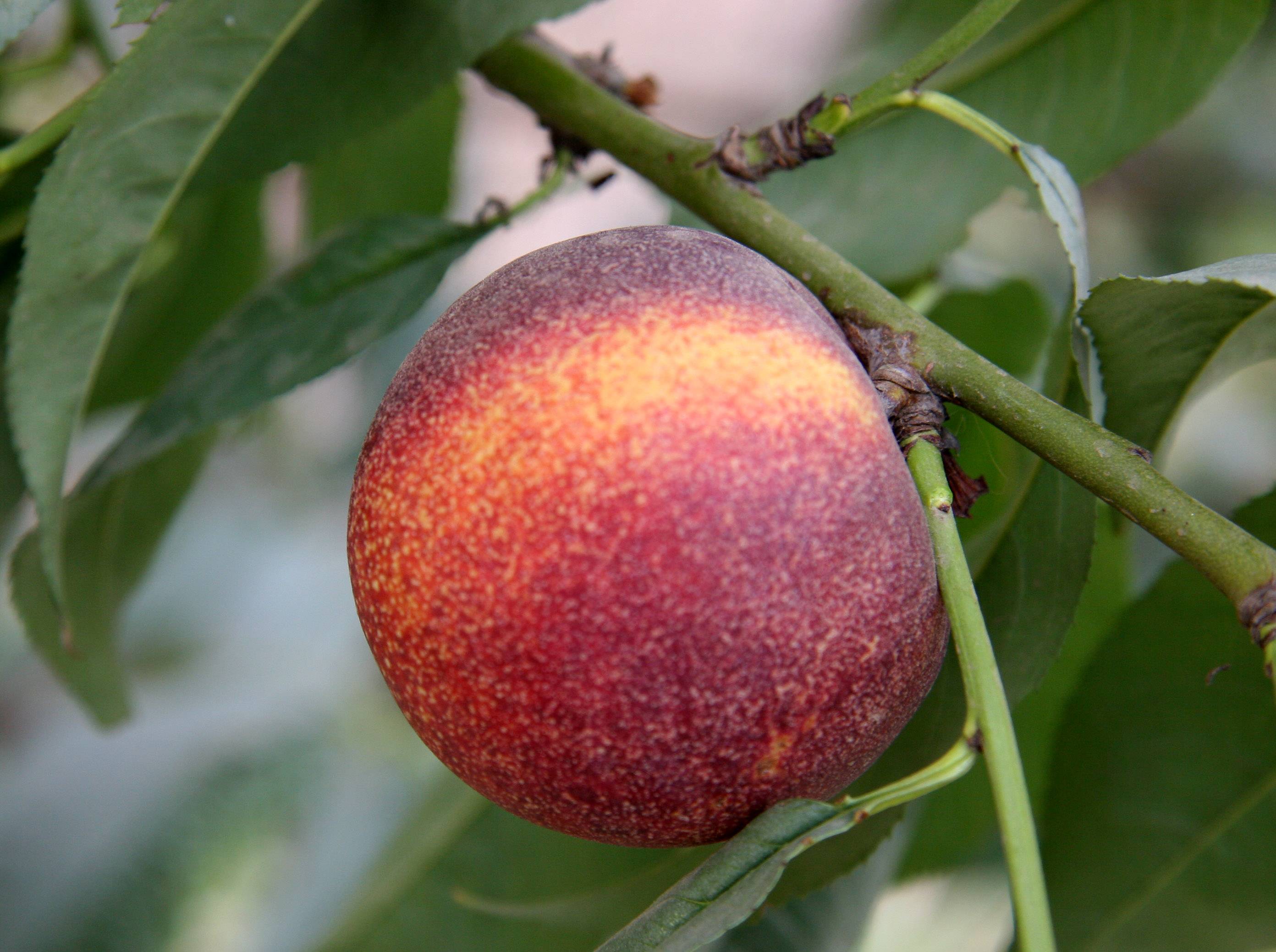 Plum