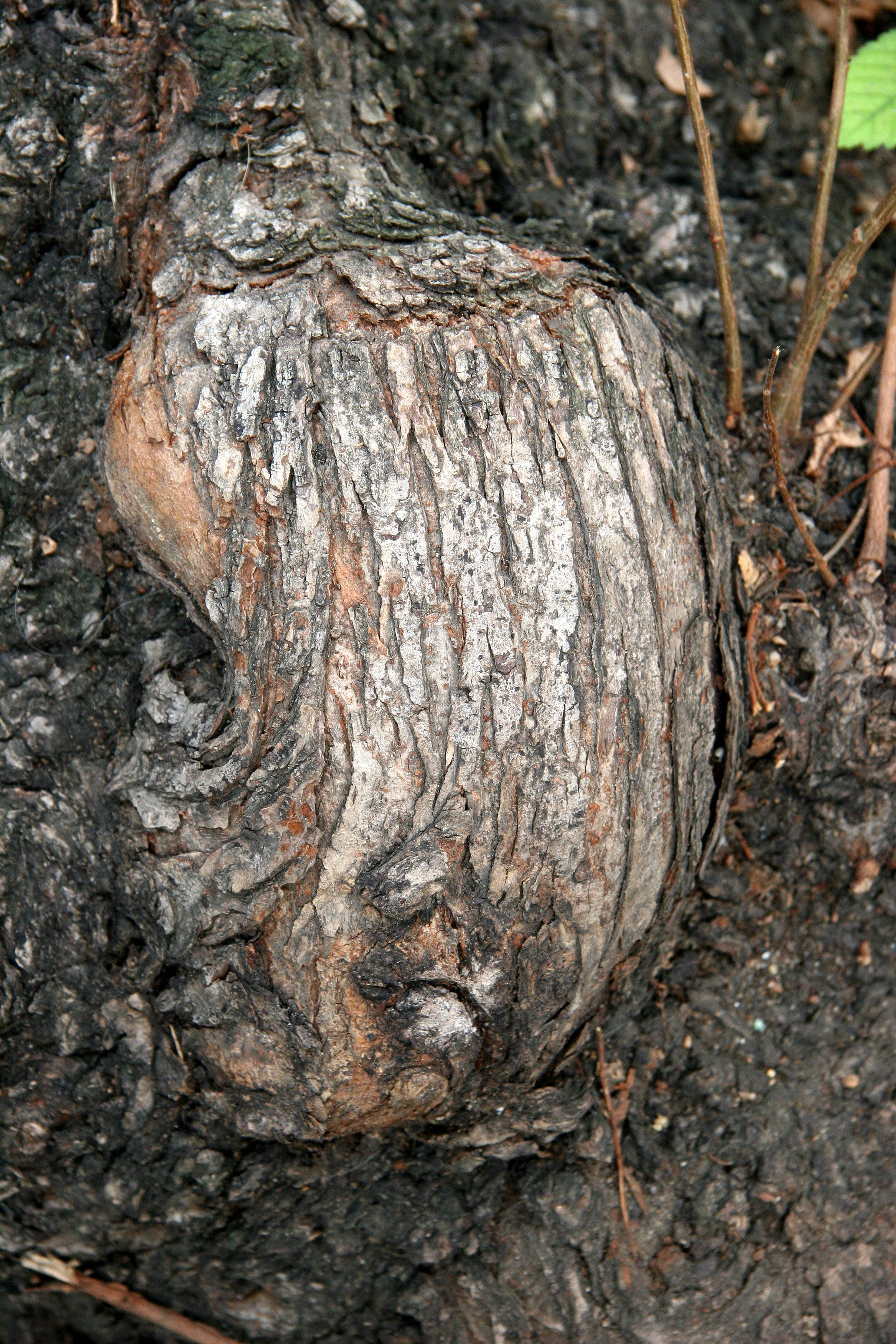 English Elm Bark