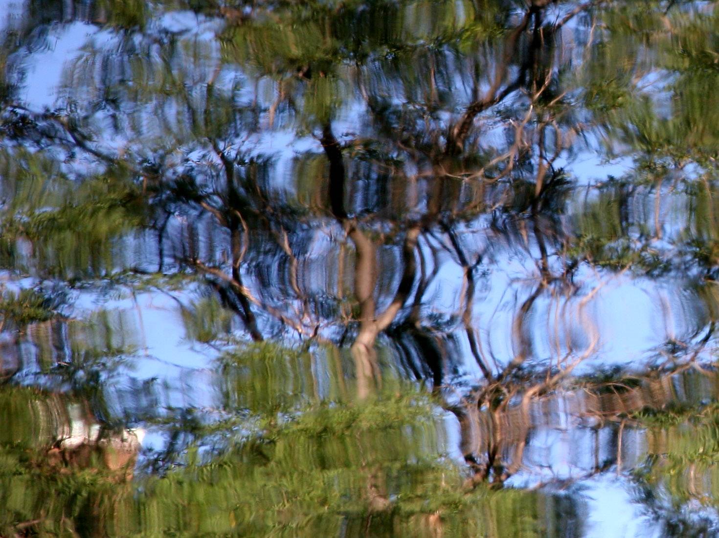 Reflection - Trees