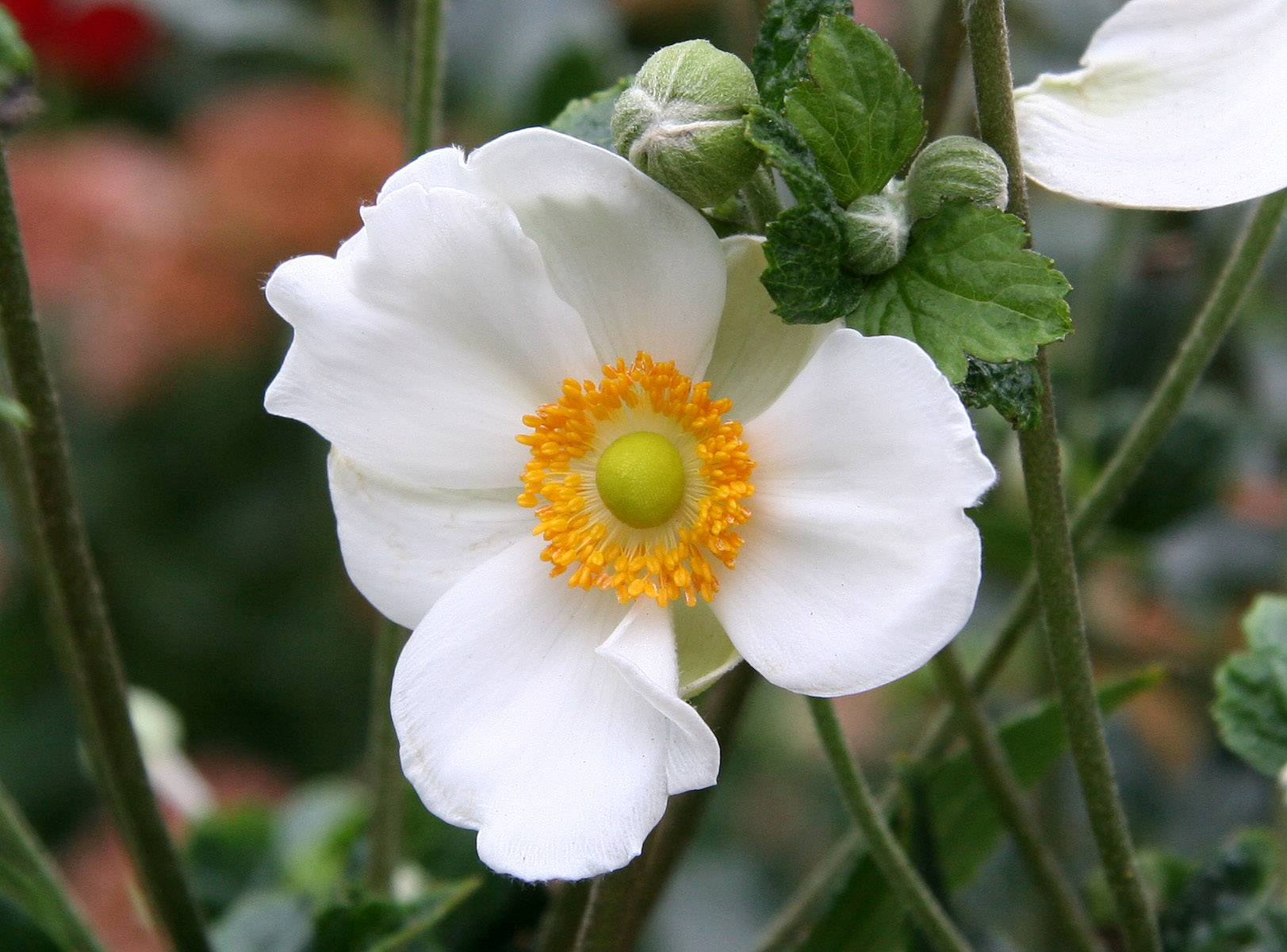 Japanese Anenome