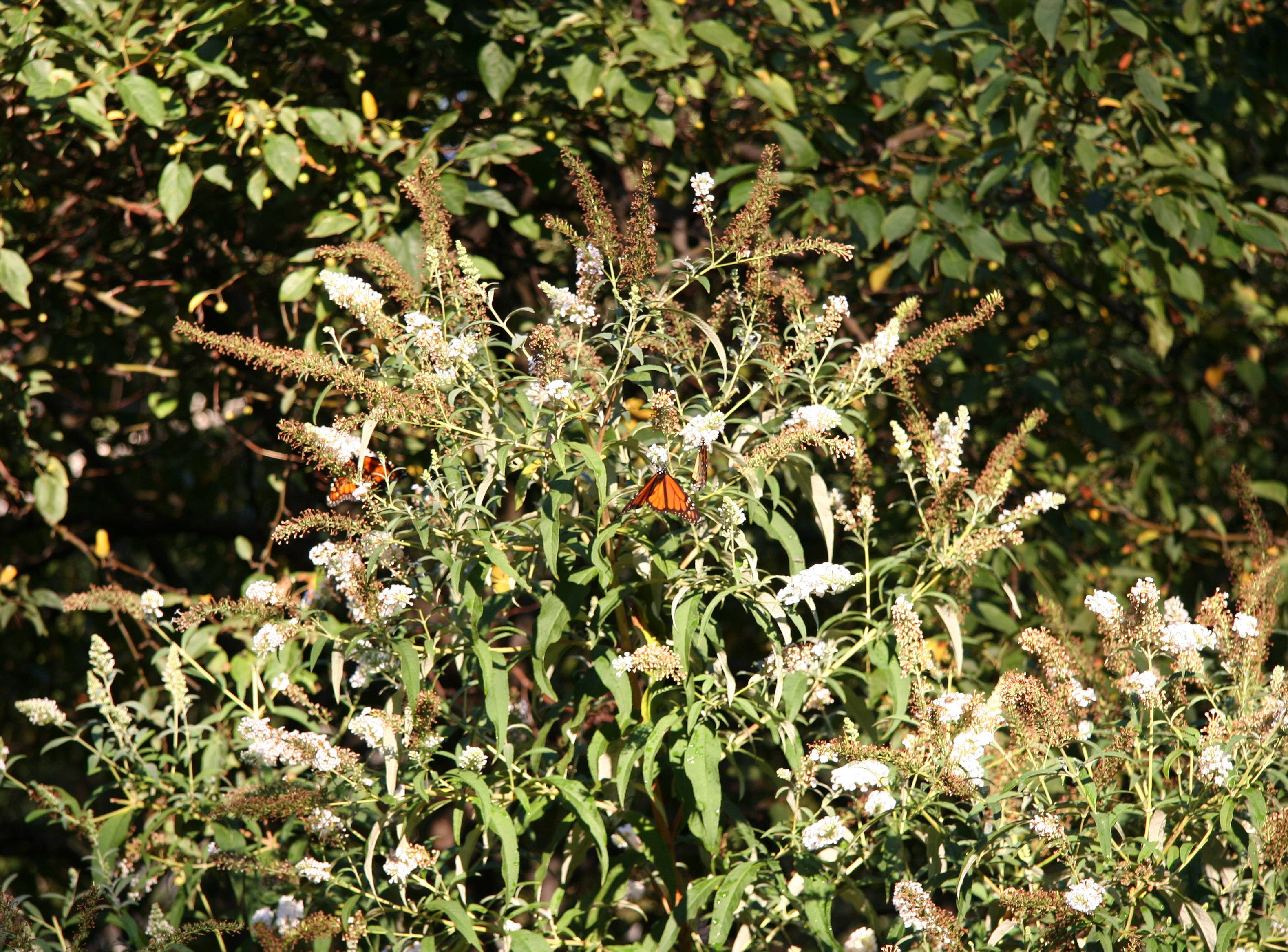 Buddleja Bush