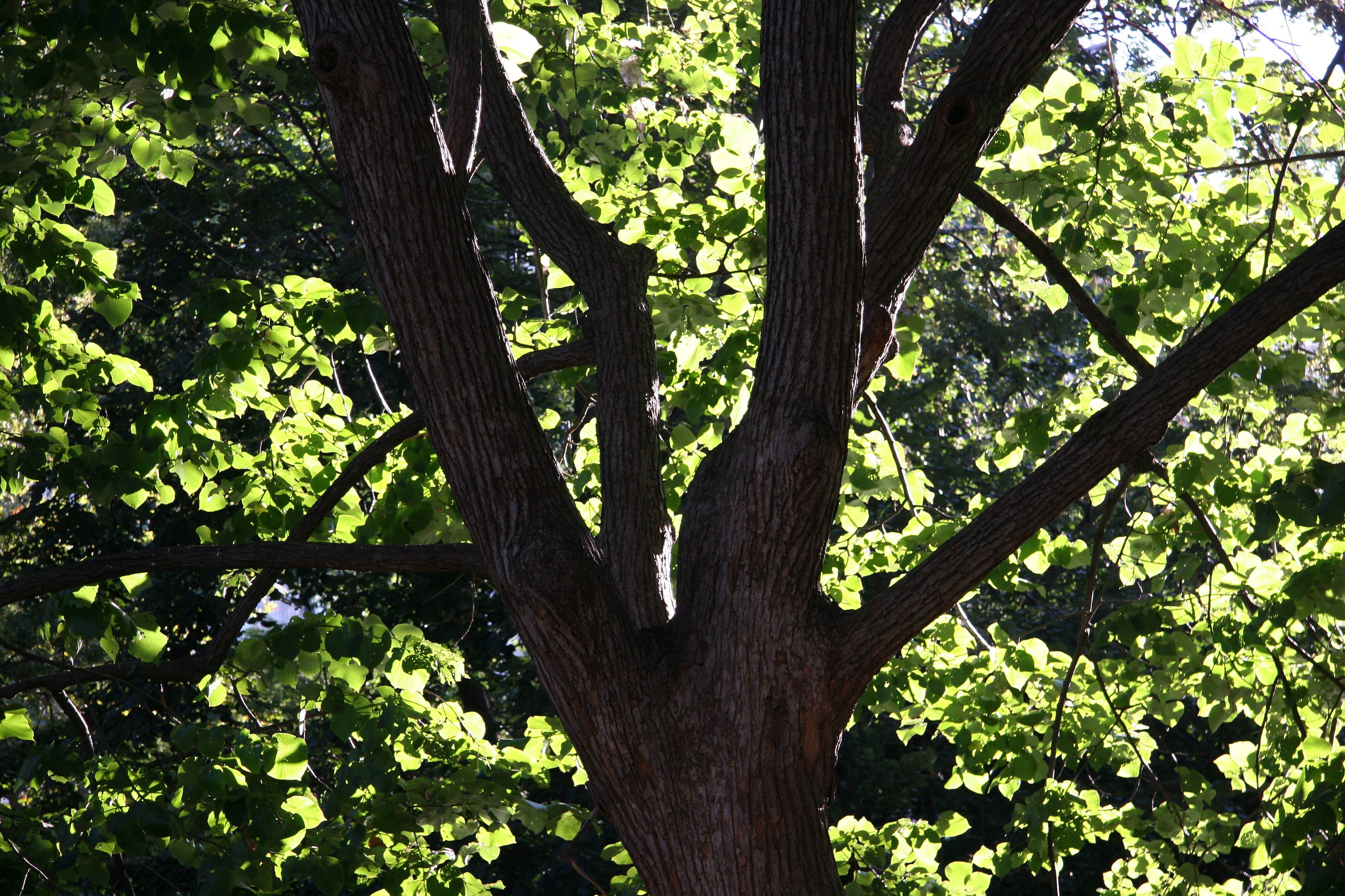 Broadleaf Elm Tree Foliage