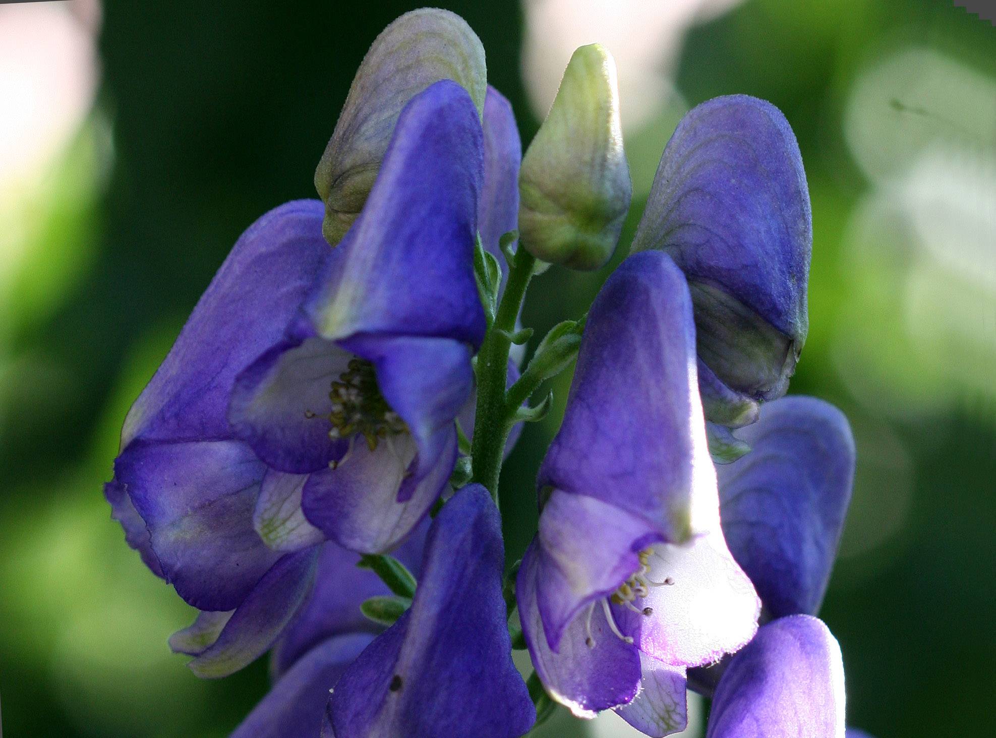 Monkshood or Aconitum napellus