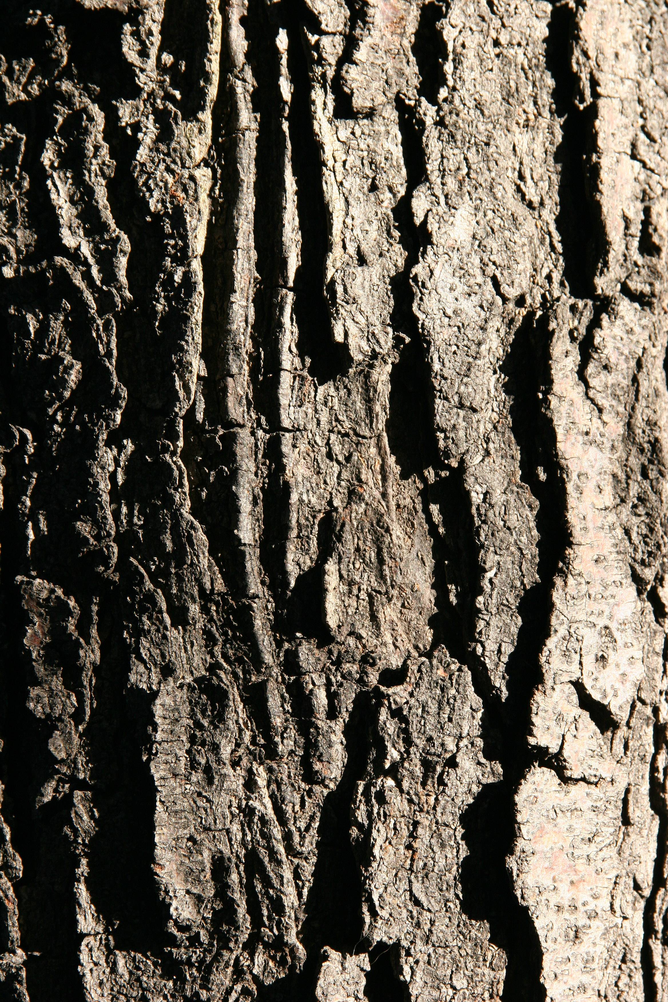 Locust Tree Bark
