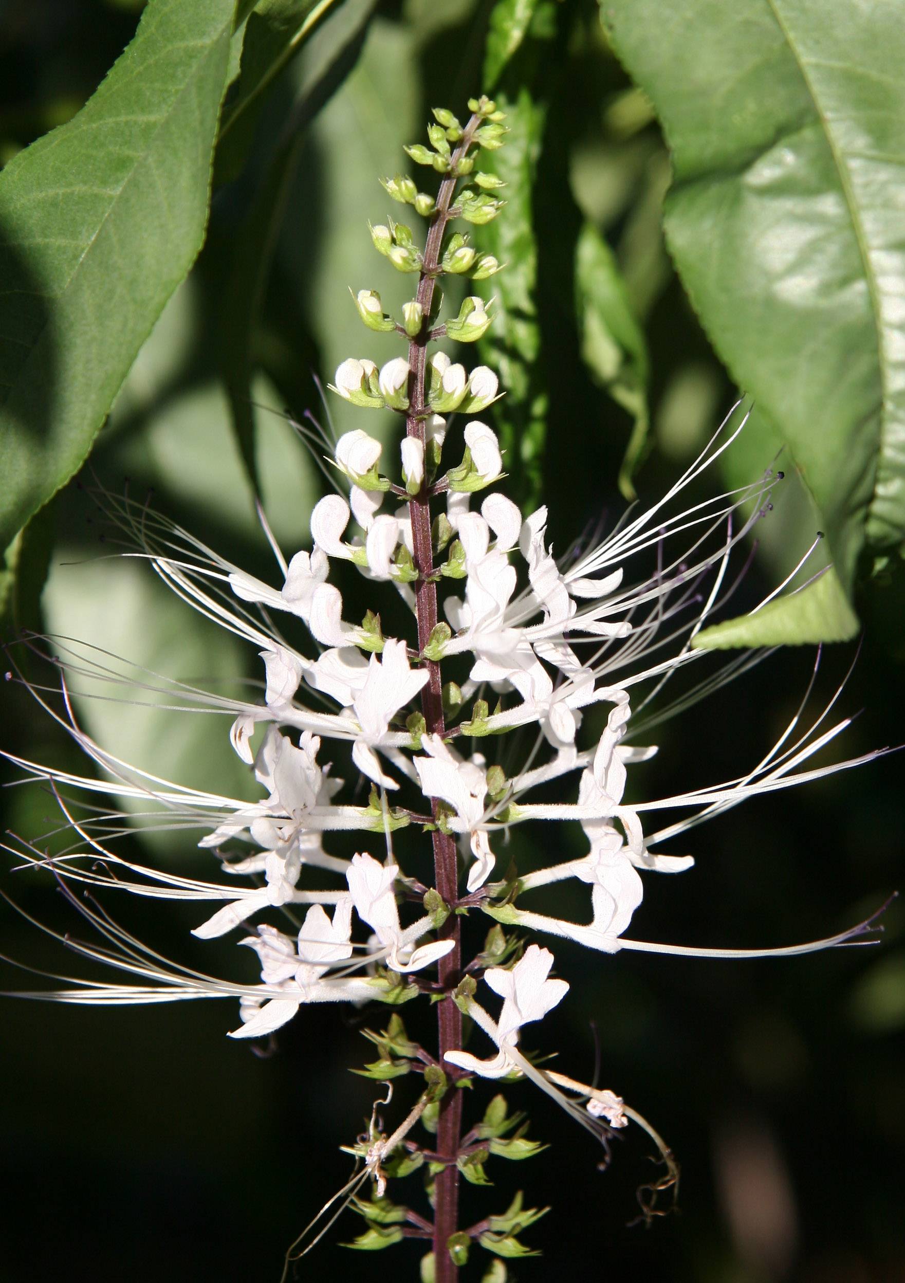 Orthosiphon aristatus - Cats Whiskers or Java Tea