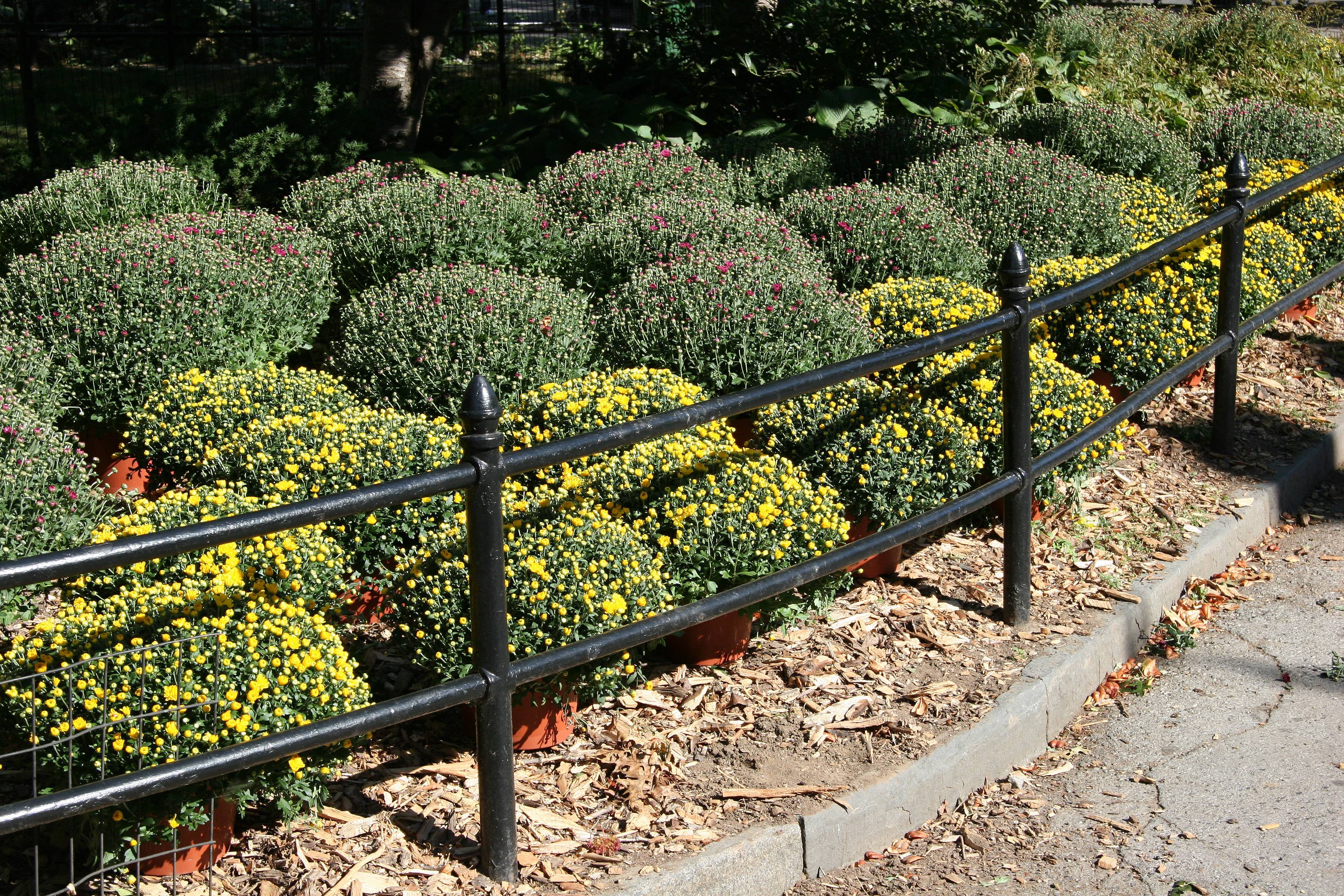 National Public Lands Day - Chrysanthemum Plants