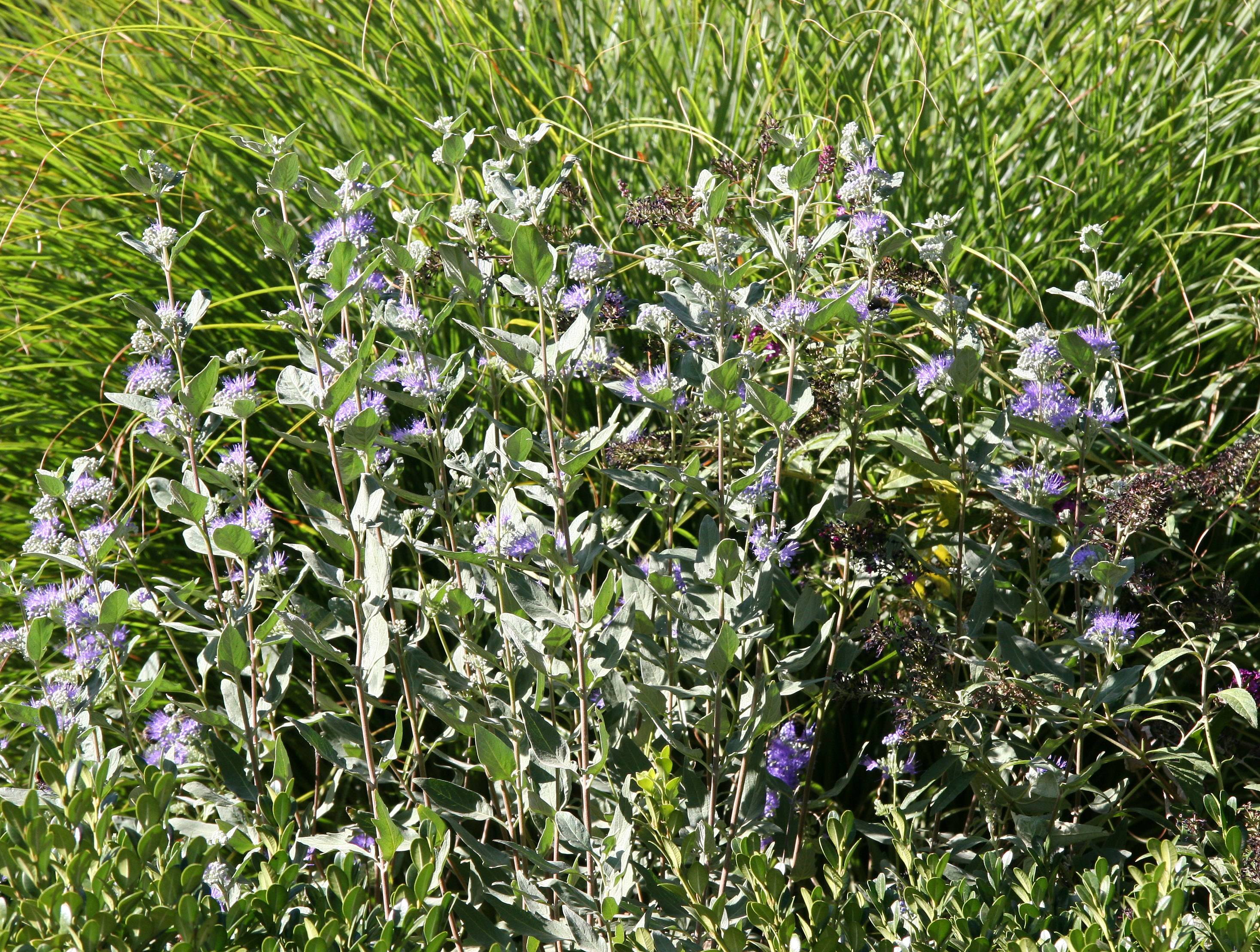 Salvia and Lavender