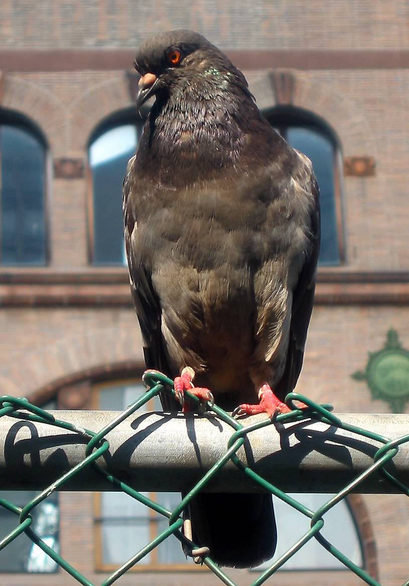 Pigeon - Left Profile