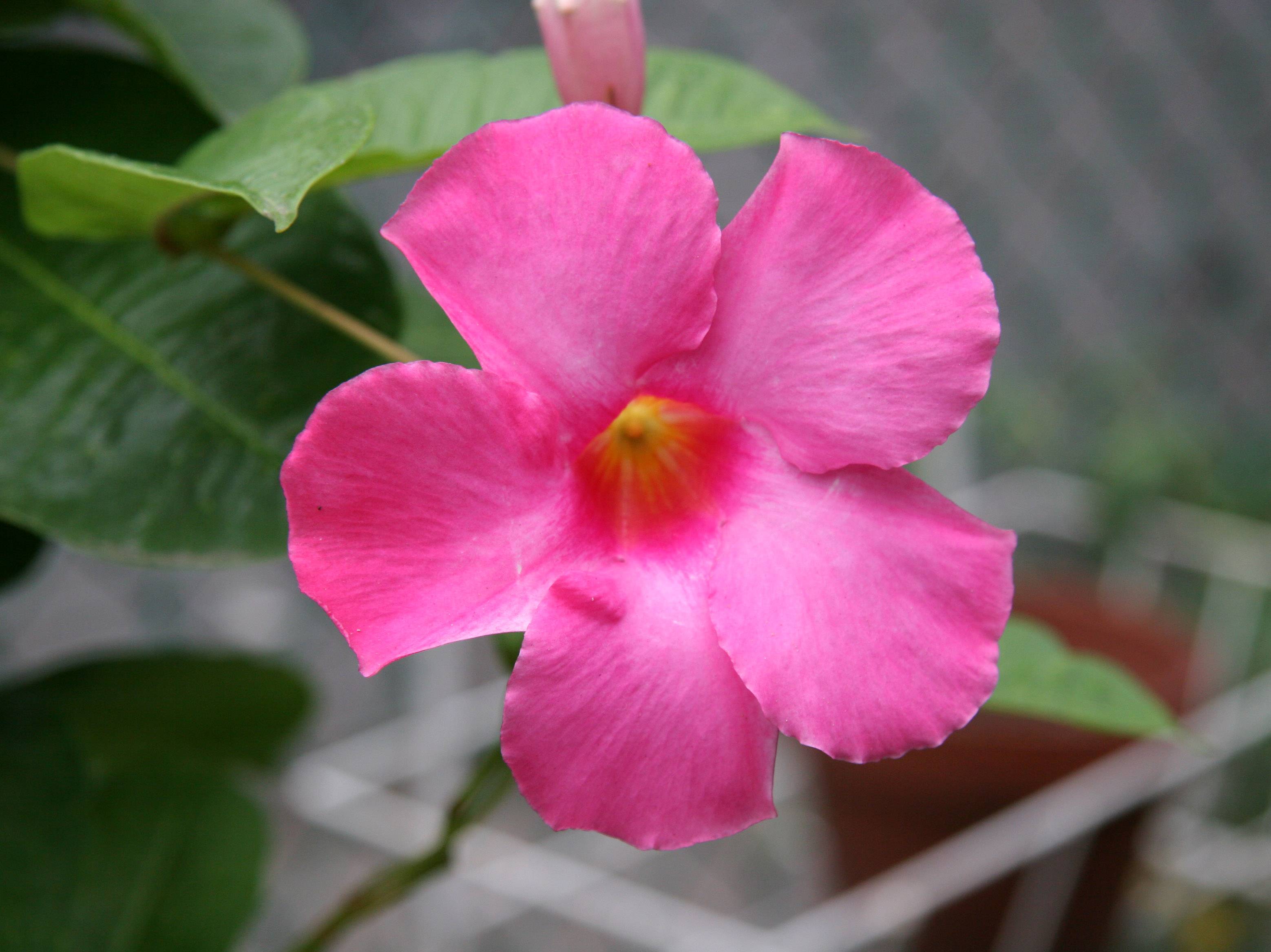 Mandevilla