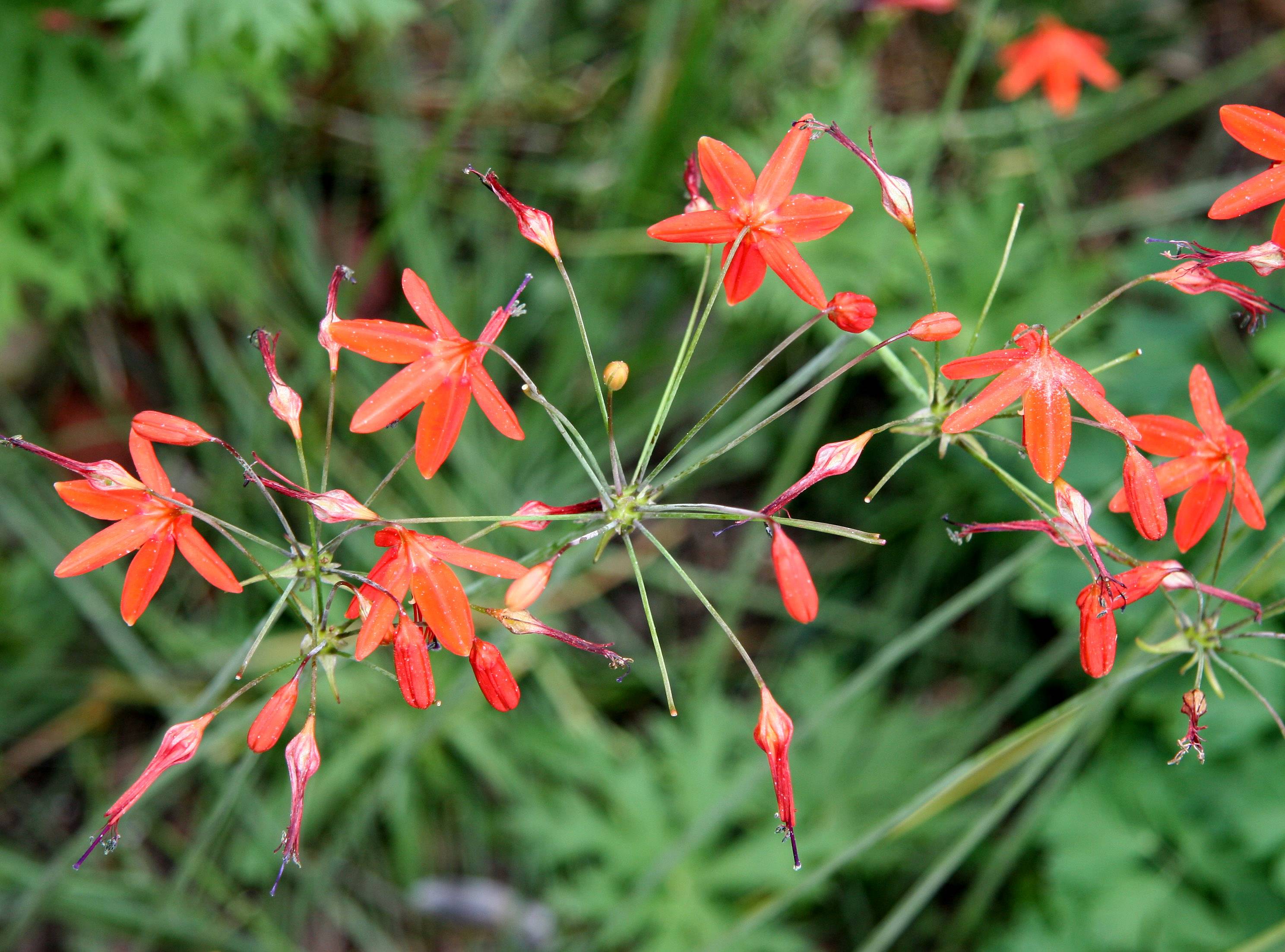 Bessera elegans