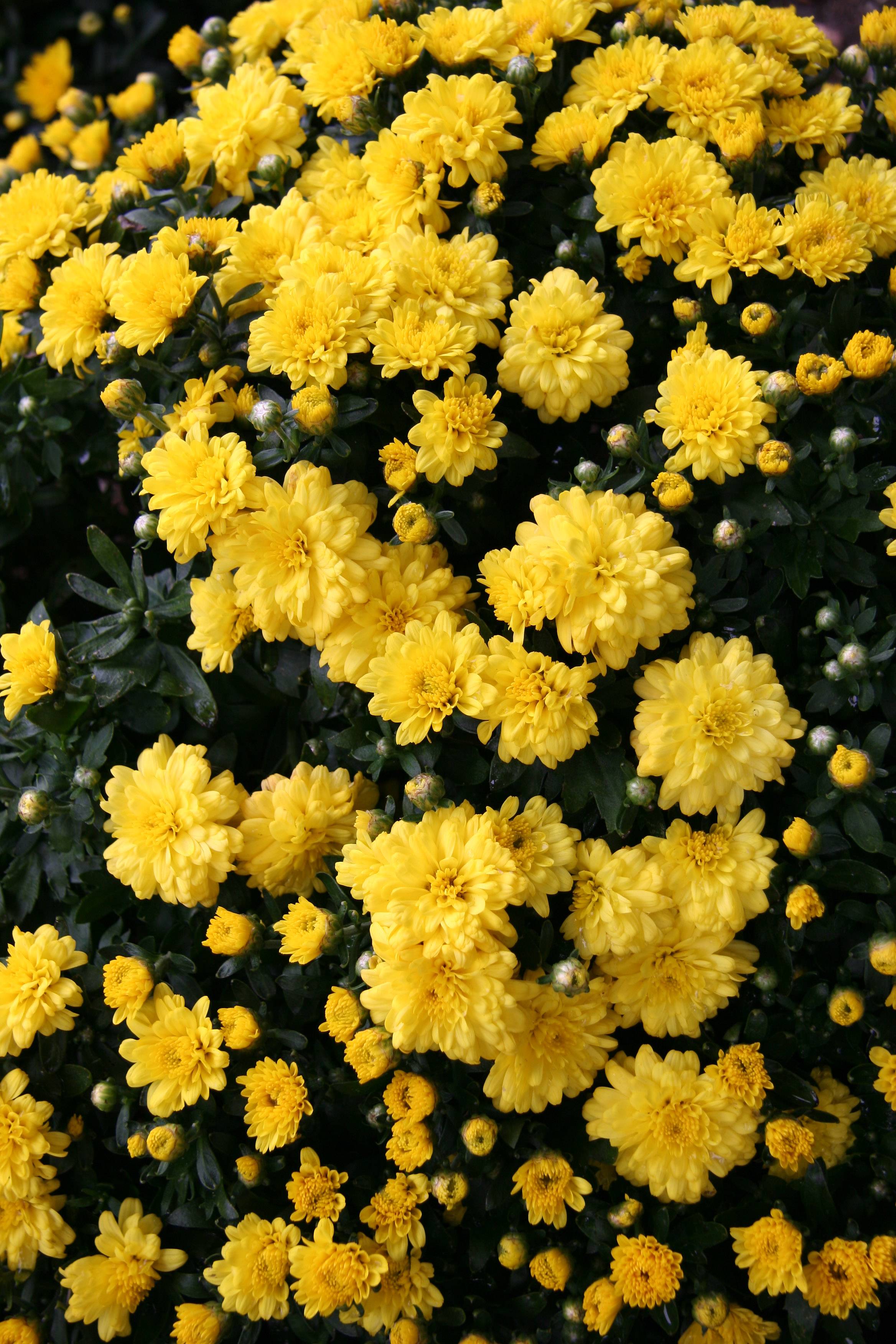 Yellow Chrysanthemums