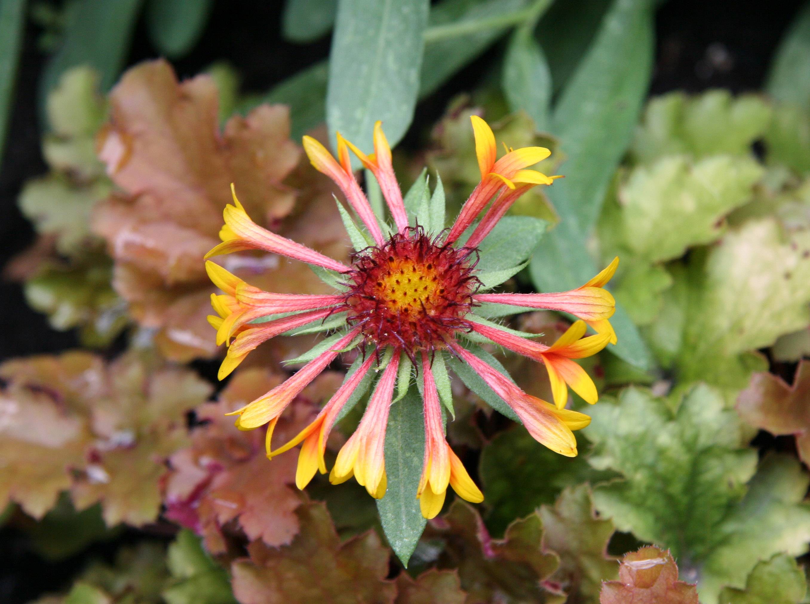 Gaillardia Aster - Blanket Flower