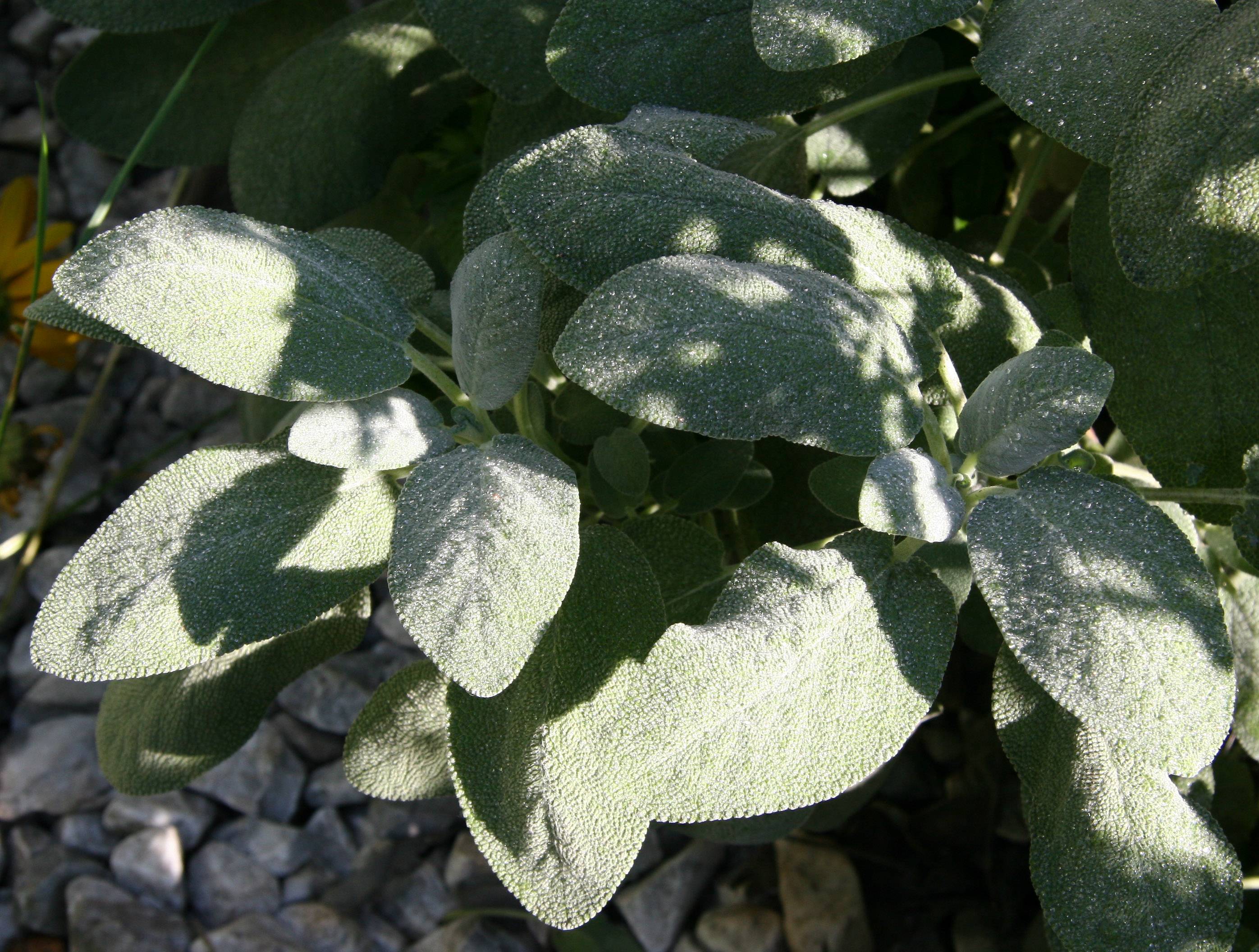 Lambs Ear Stachys