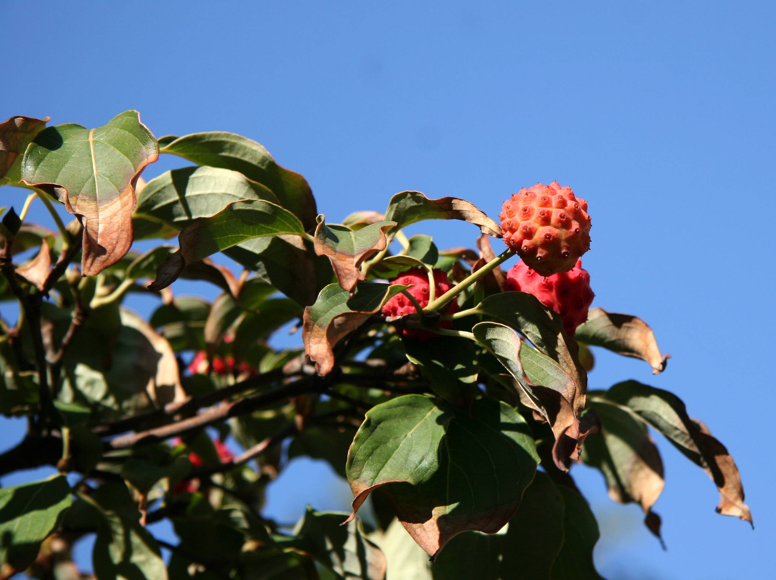 Dogwood Berries