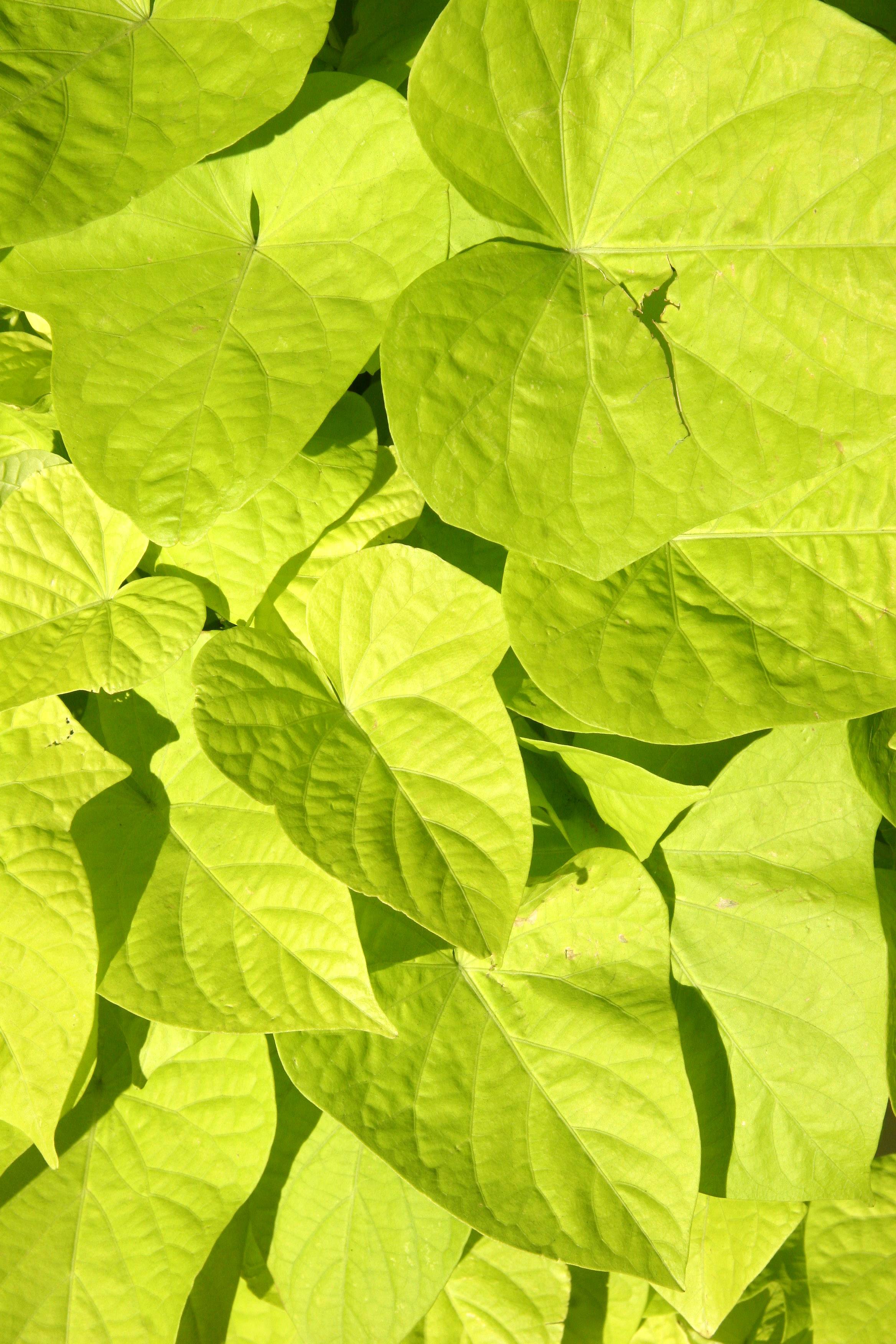 Ipomoea batatas Margarita