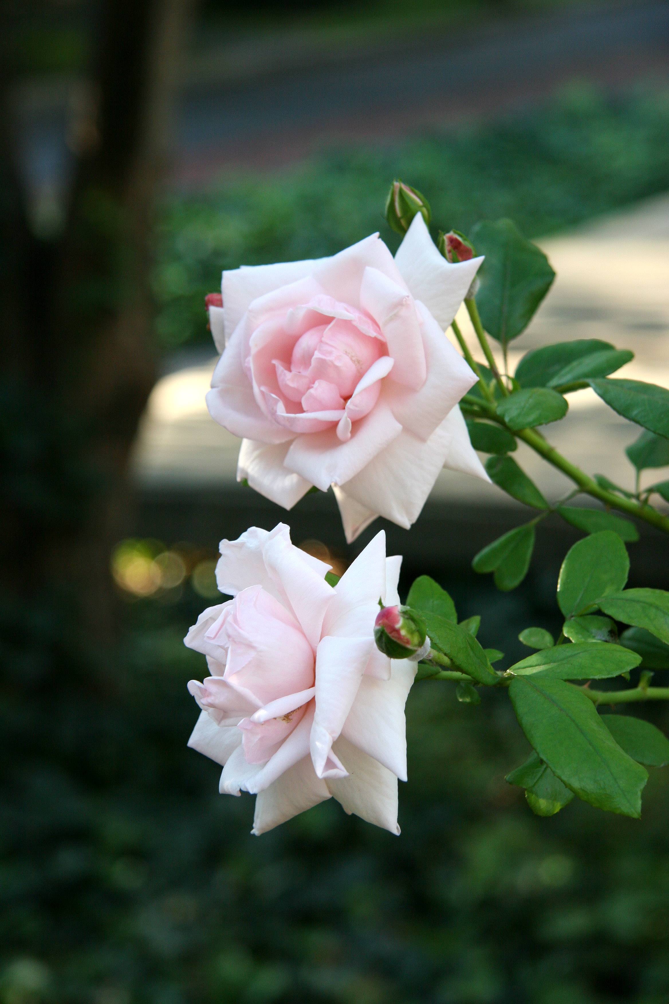 Pink Roses