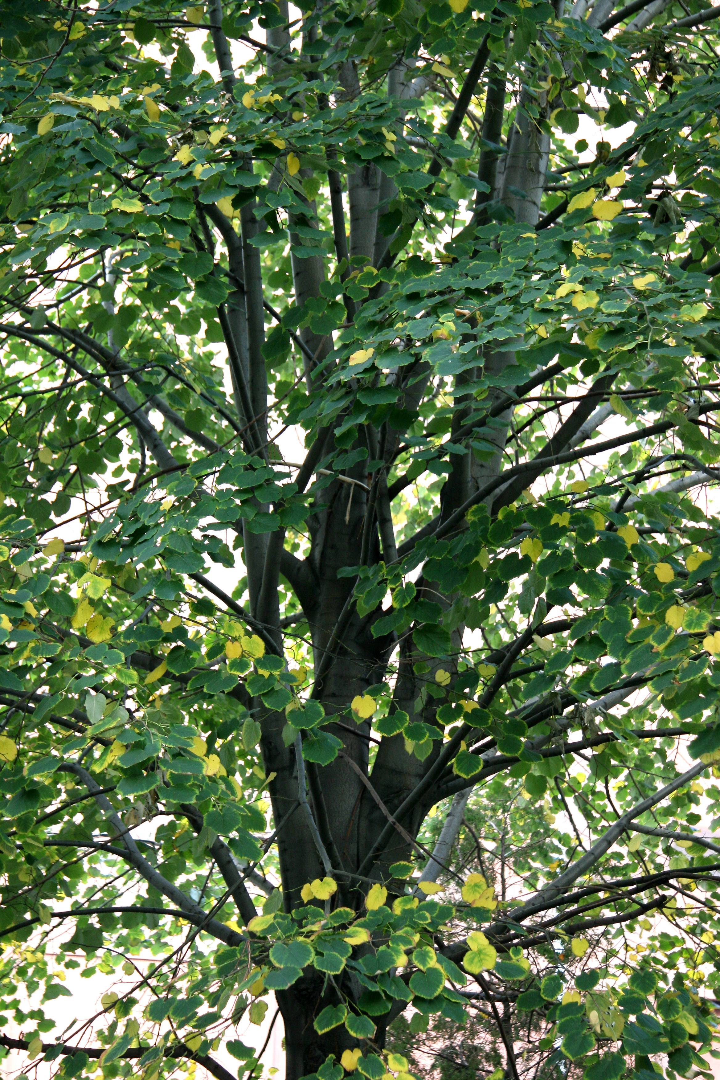 Elm  Tree
