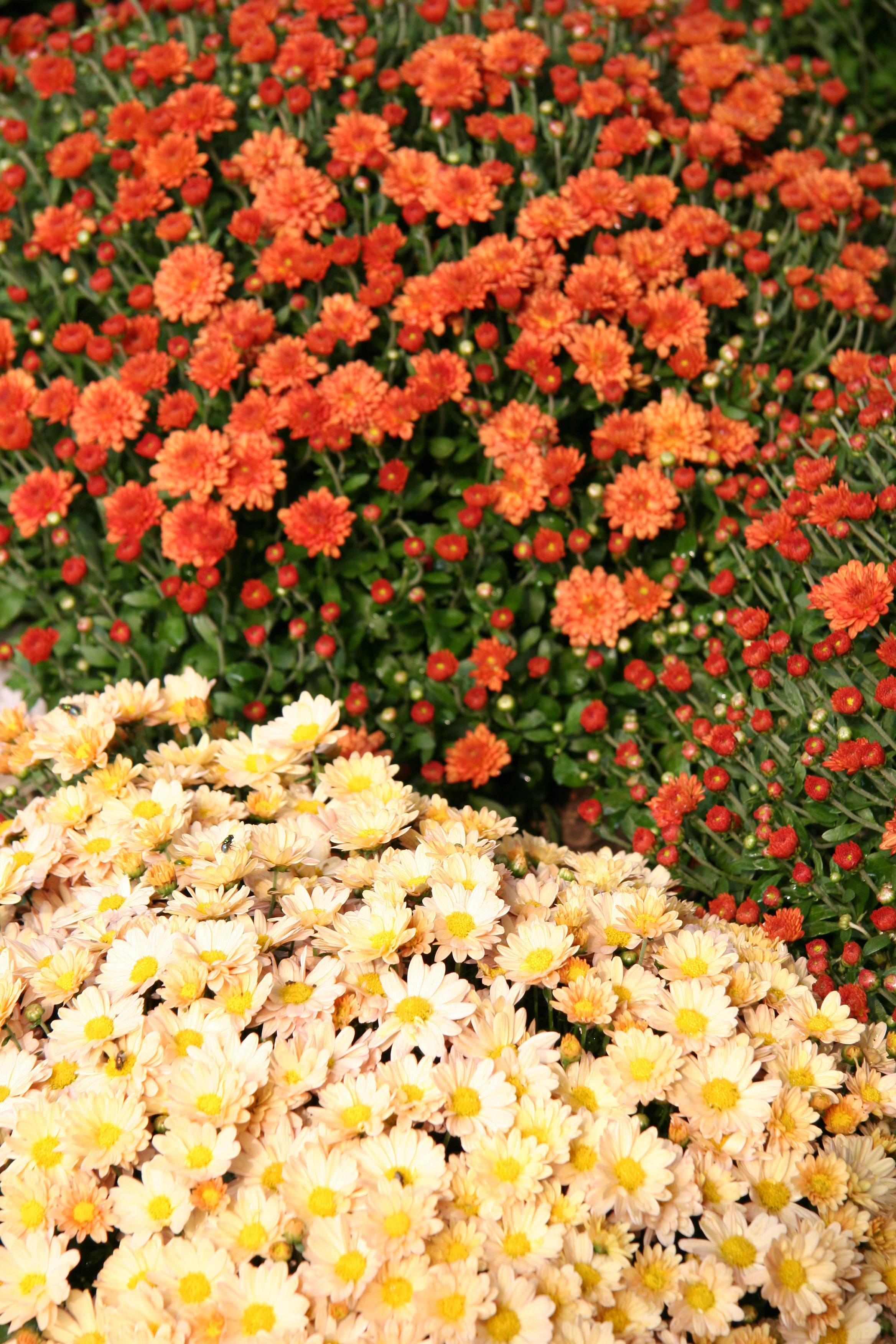 Chrysanthemums