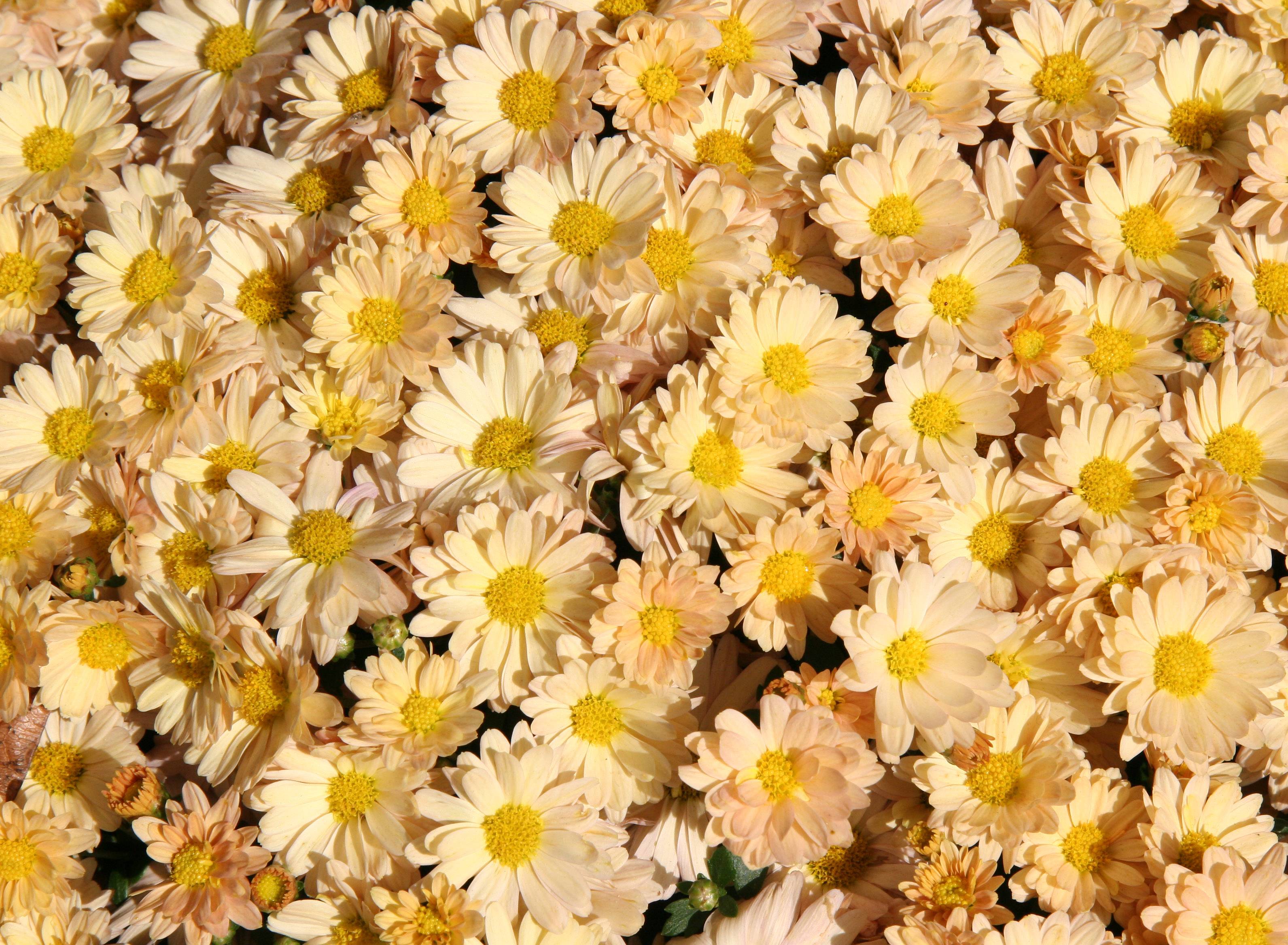 Chrysanthemums