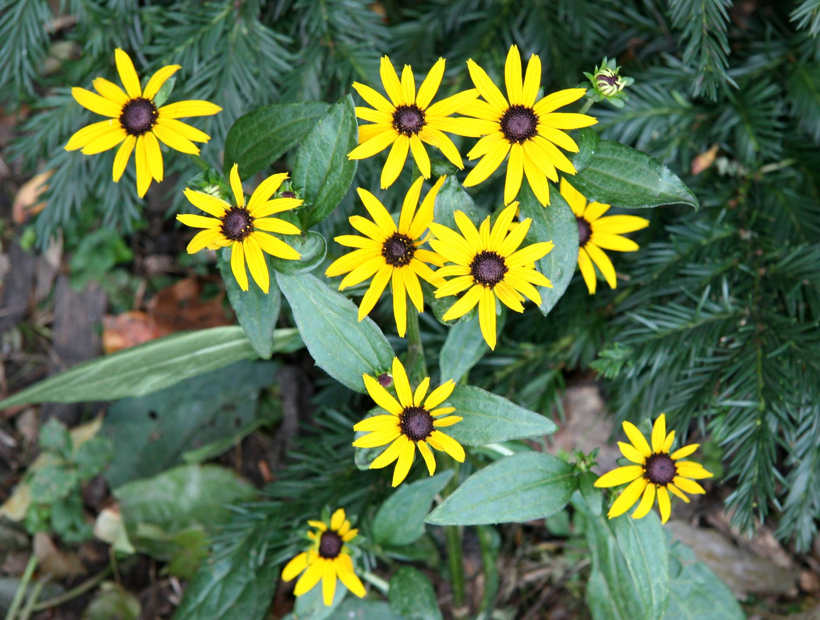 Blackeyed Susans