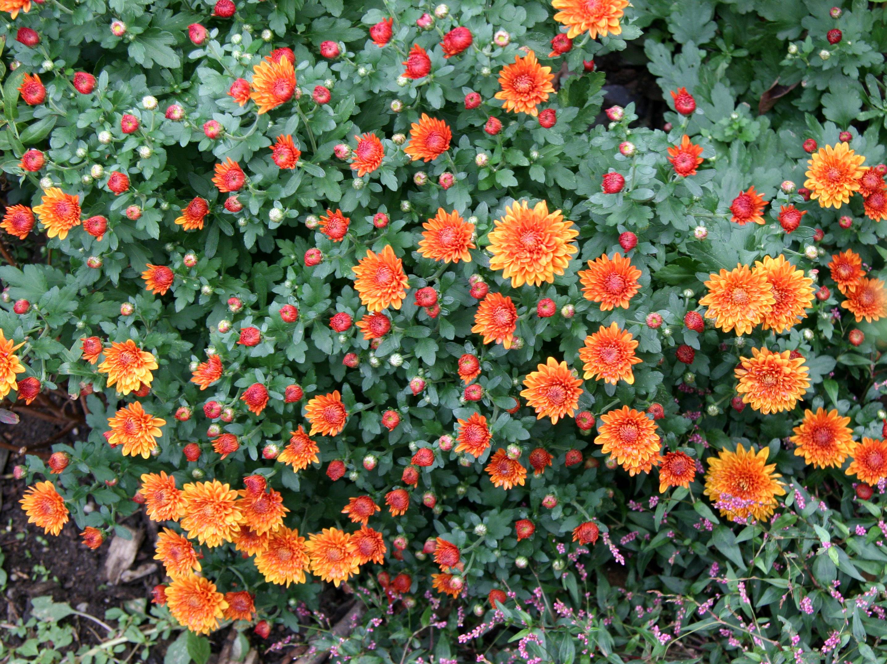 Chrysanthemums