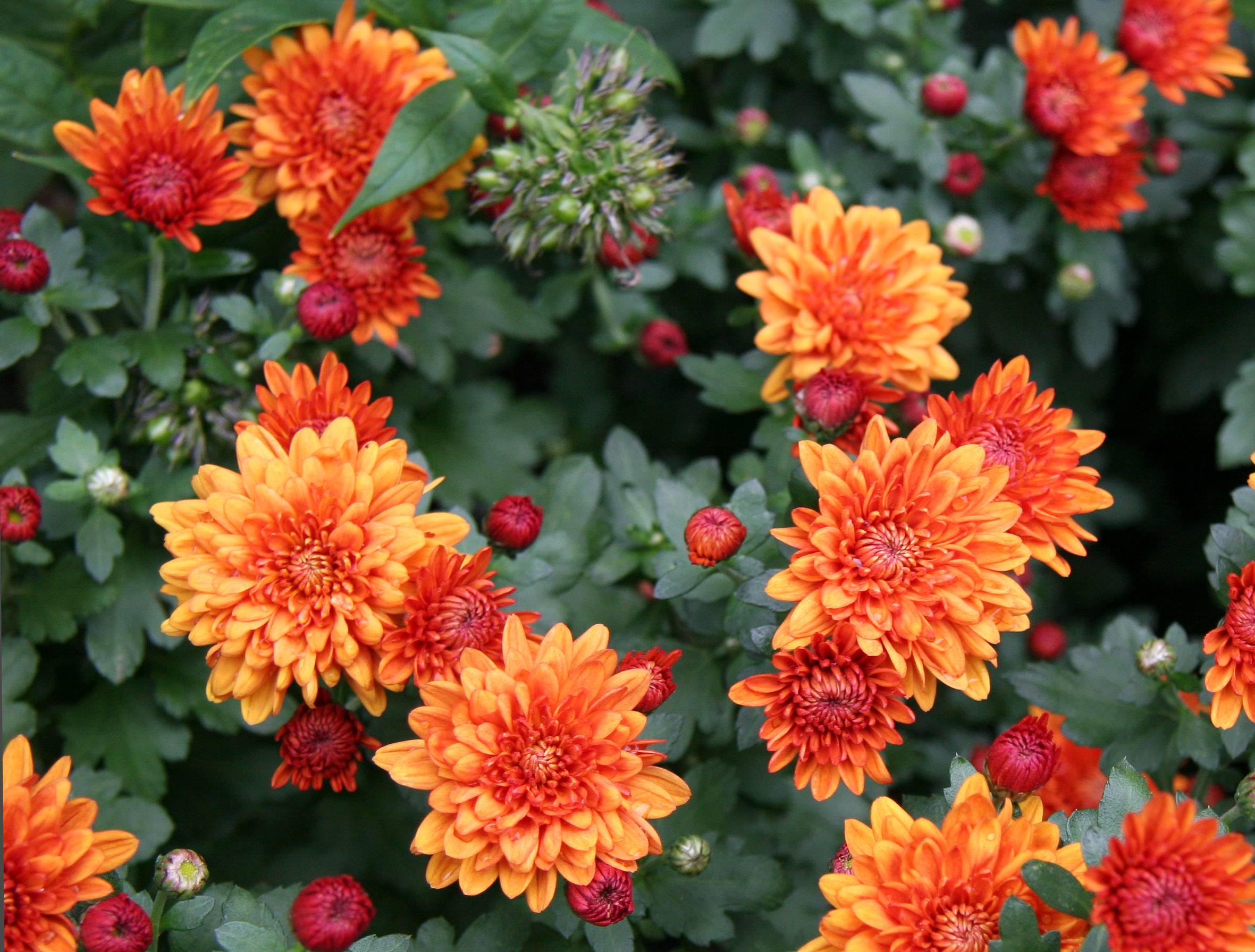 Chrysanthemums