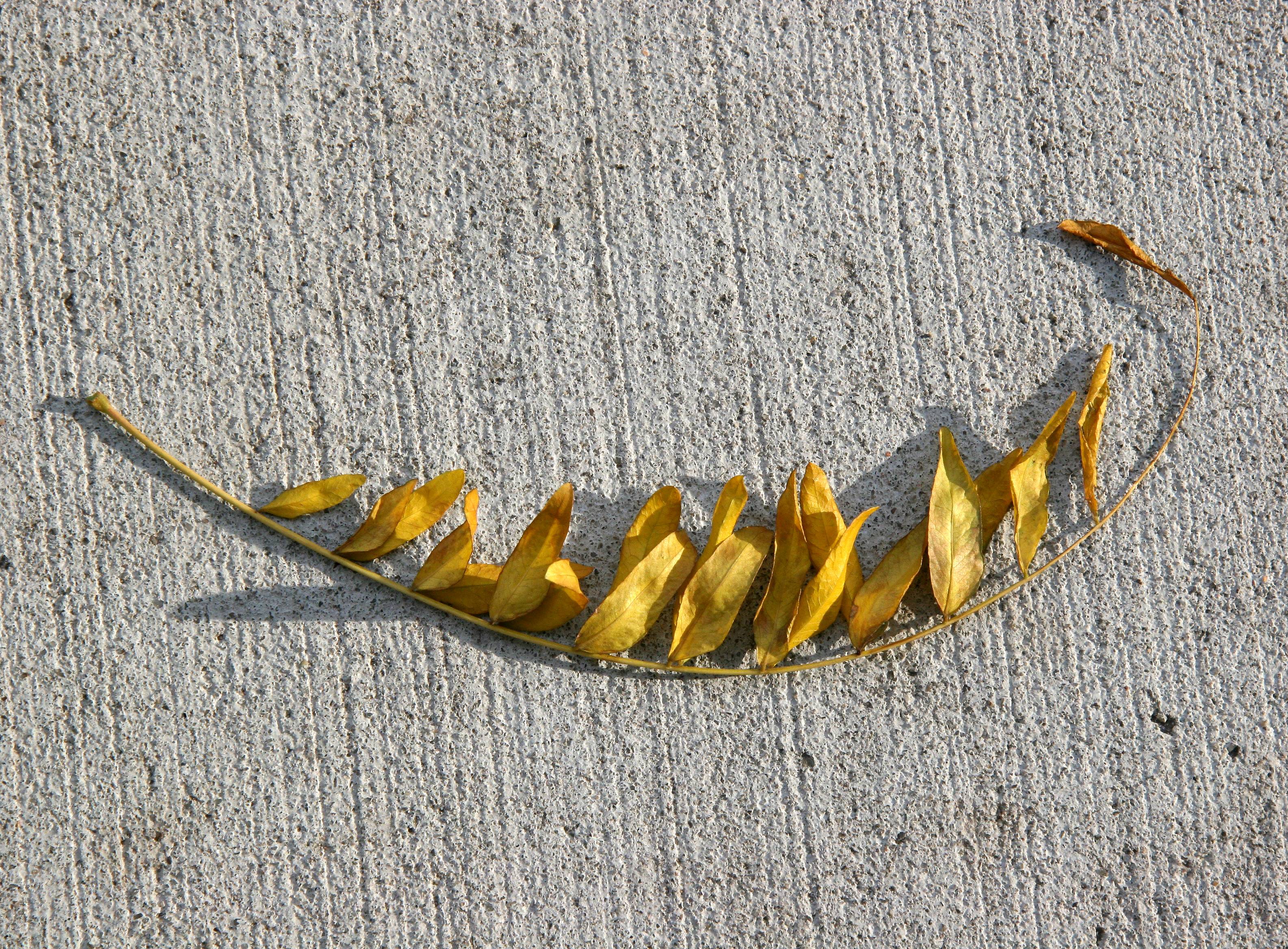 Elm Leaf Necklace