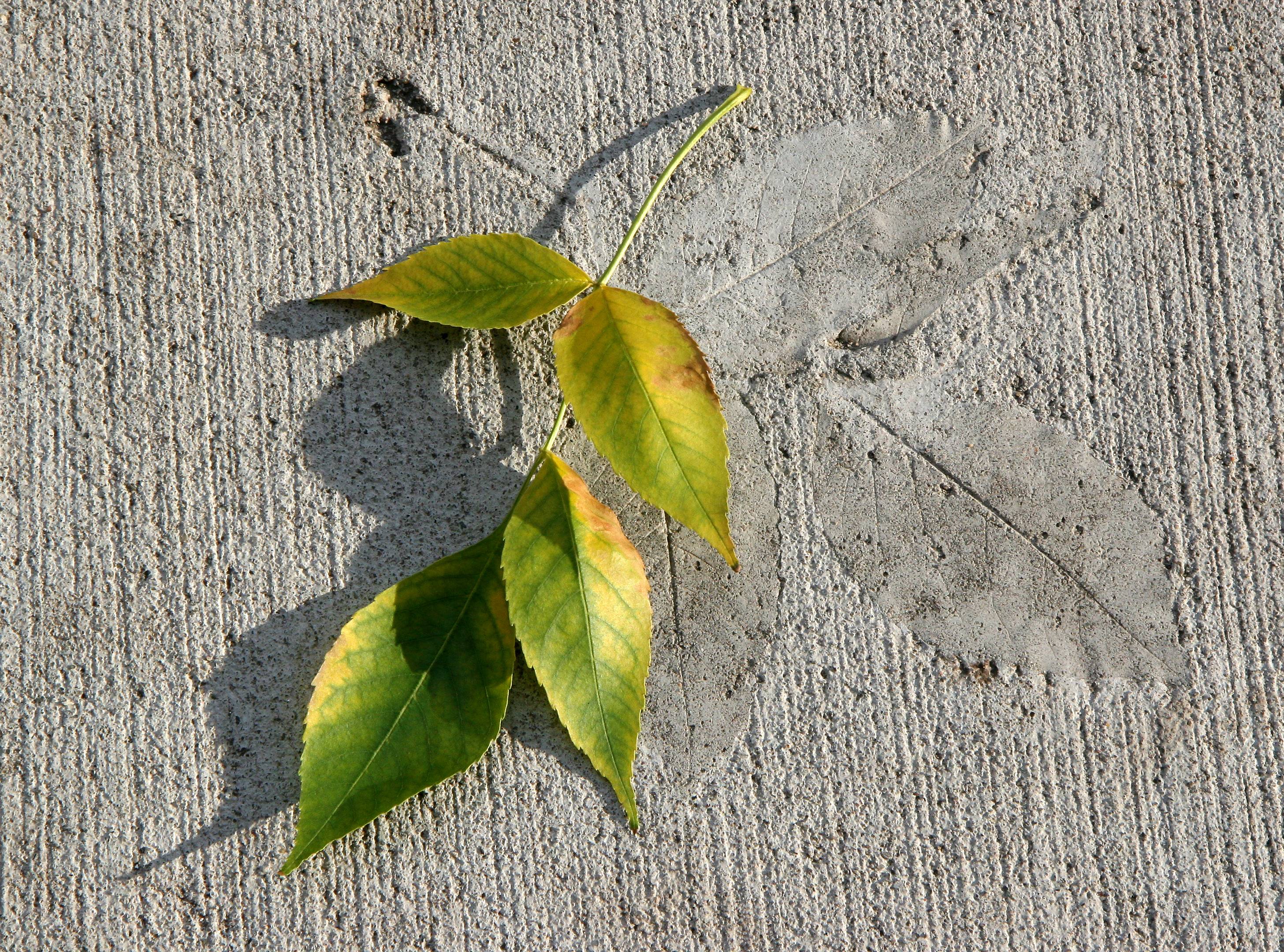 Elm Leaf Impressions
