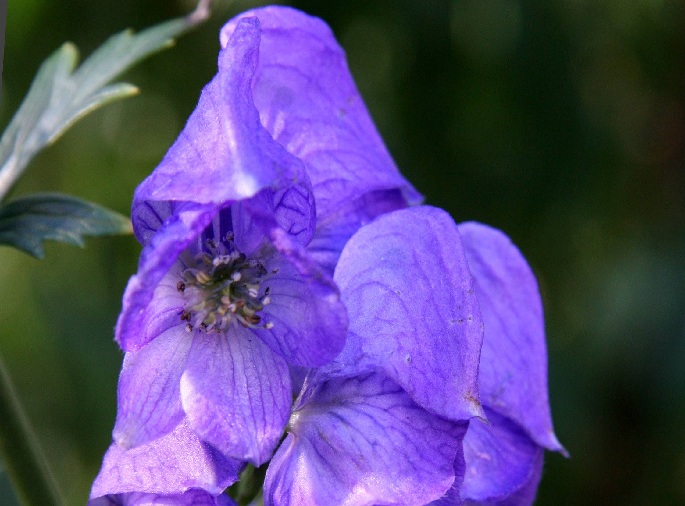 Monkshood